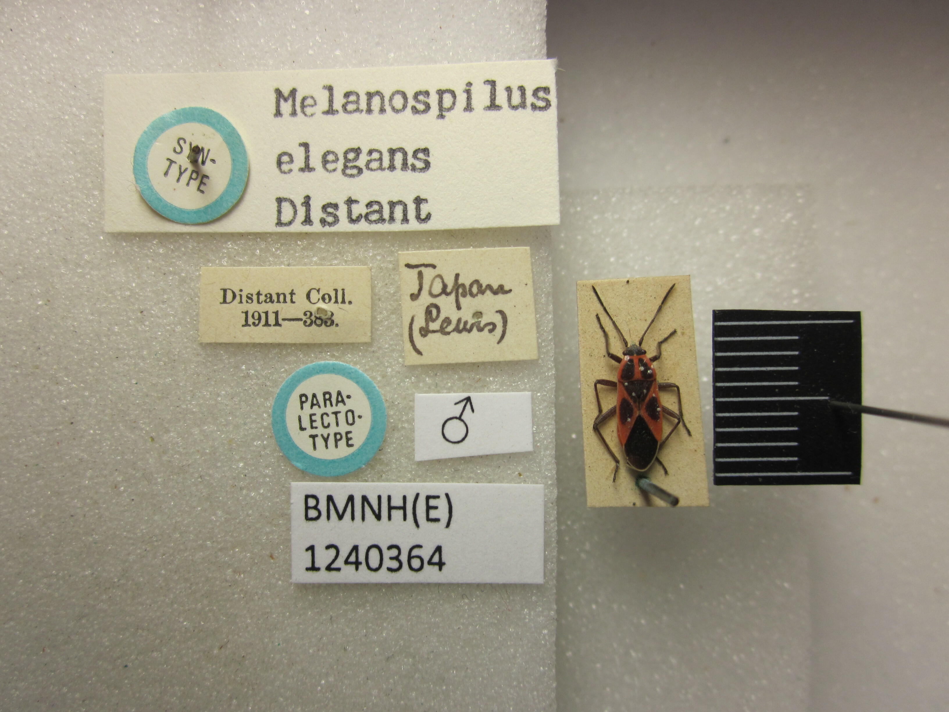 CollectionObject 1593440; 735bebae-f399-45d3-91f3-e2220a7822f5: Melanospilus elegans. Paralectotype. (BMNH) - (CC BY-NC 4.0) Photo by Stuart Cole, reproduced with permission from the Natural History Museum, London, UK. (CollectionObject).