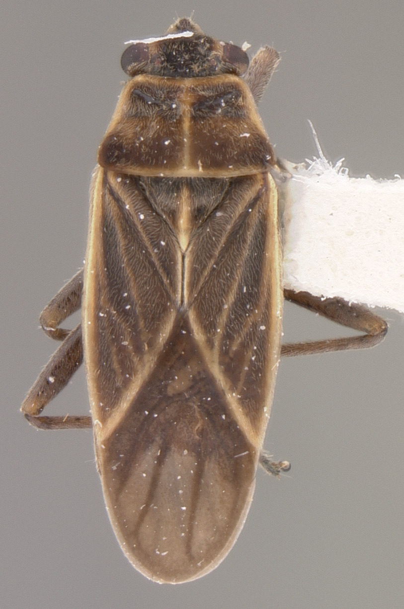 CollectionObject 1952946; 080aebf5-6b02-4f0a-a967-537041f5df8a: Ochrimnus rabidus HOLOTYPE (NMNH) - (CC BY-NC 3.0) - Photo by Pablo M. Dellapé with permission from the National Museum of Natural History (NMNH), Smithsonian Institution, Washington, D.C. (CollectionObject).