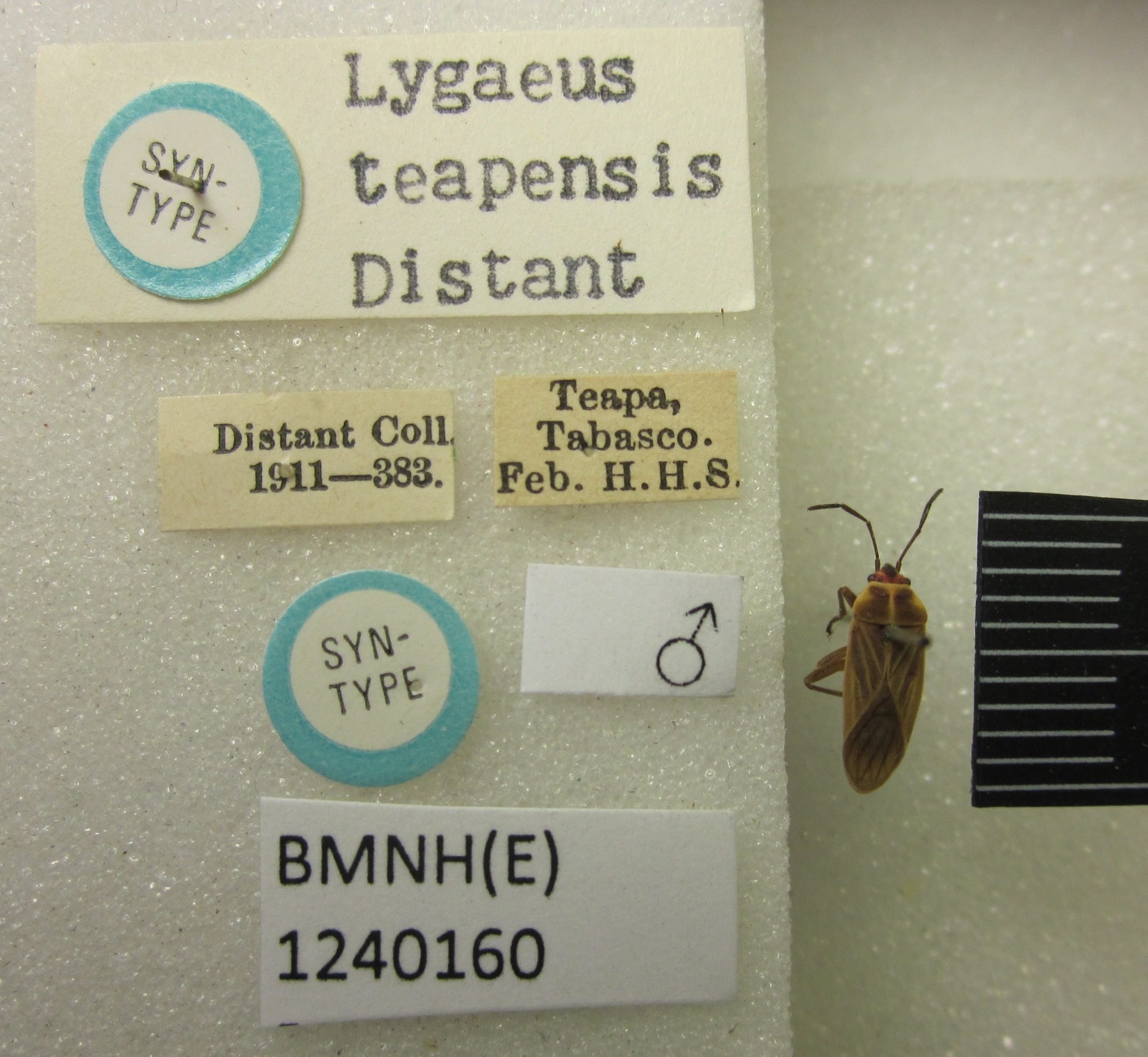 CollectionObject 1596611; 0dd3f759-9838-4109-842a-fe649c6bc95a: Lygaeus teapensis. Syntype. (BMNH) - (CC BY-NC 4.0) Photo by Stuart Cole, reproduced with permission from the Natural History Museum, London, UK. (CollectionObject).