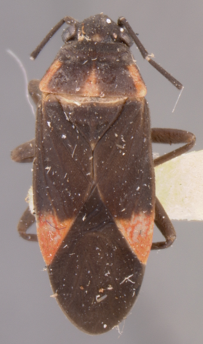 CollectionObject 1962944; 287a6a43-9e9d-41cf-a49c-6b27b0ce817f, NMNH 58640: Lygaeus moa HOLOTYPE (NMNH) - (CC BY-NC 3.0) - Photo by Pablo M. Dellapé with permission from the National Museum of Natural History (NMNH), Smithsonian Institution, Washington, D.C. (CollectionObject).