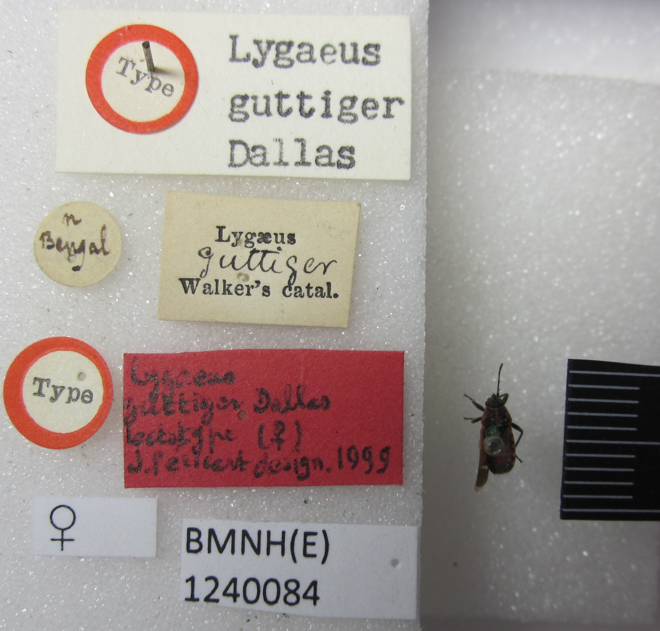 Aspilocoryphus mendicus guttiger (Dallas, 1852): Lygaeus guttiger. Lectotype. (BMNH) - (CC BY-NC 4.0) Photo by Stuart Cole, reproduced with permission from the Natural History Museum, London, UK. (Otu).
