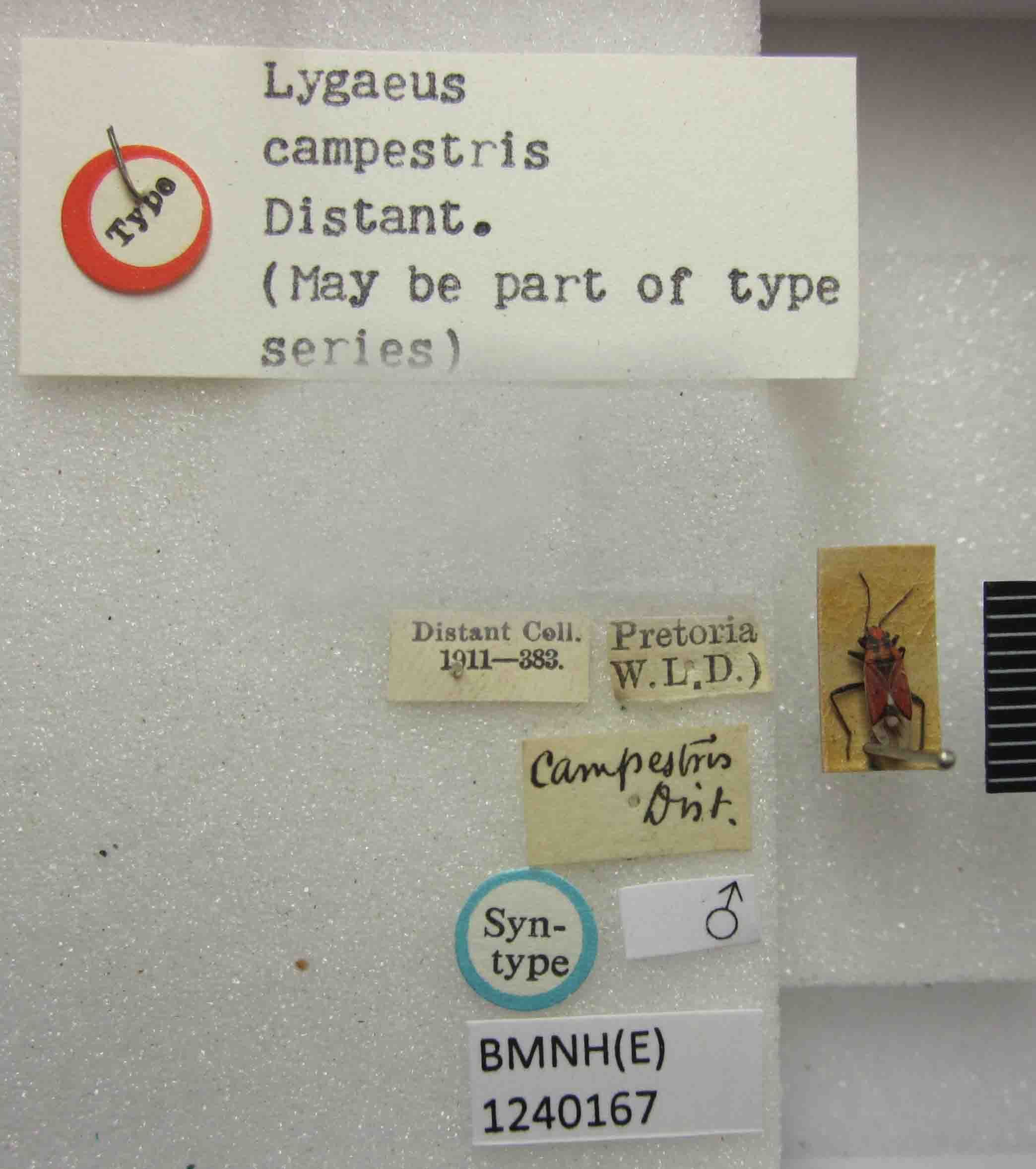 Haemobaphus campestris (Distant, 1892): Lygaeus campestris. Syntype. (BMNH) - (CC BY-NC 4.0) Photo by Stuart Cole, reproduced with permission from the Natural History Museum, London, UK. (Otu).