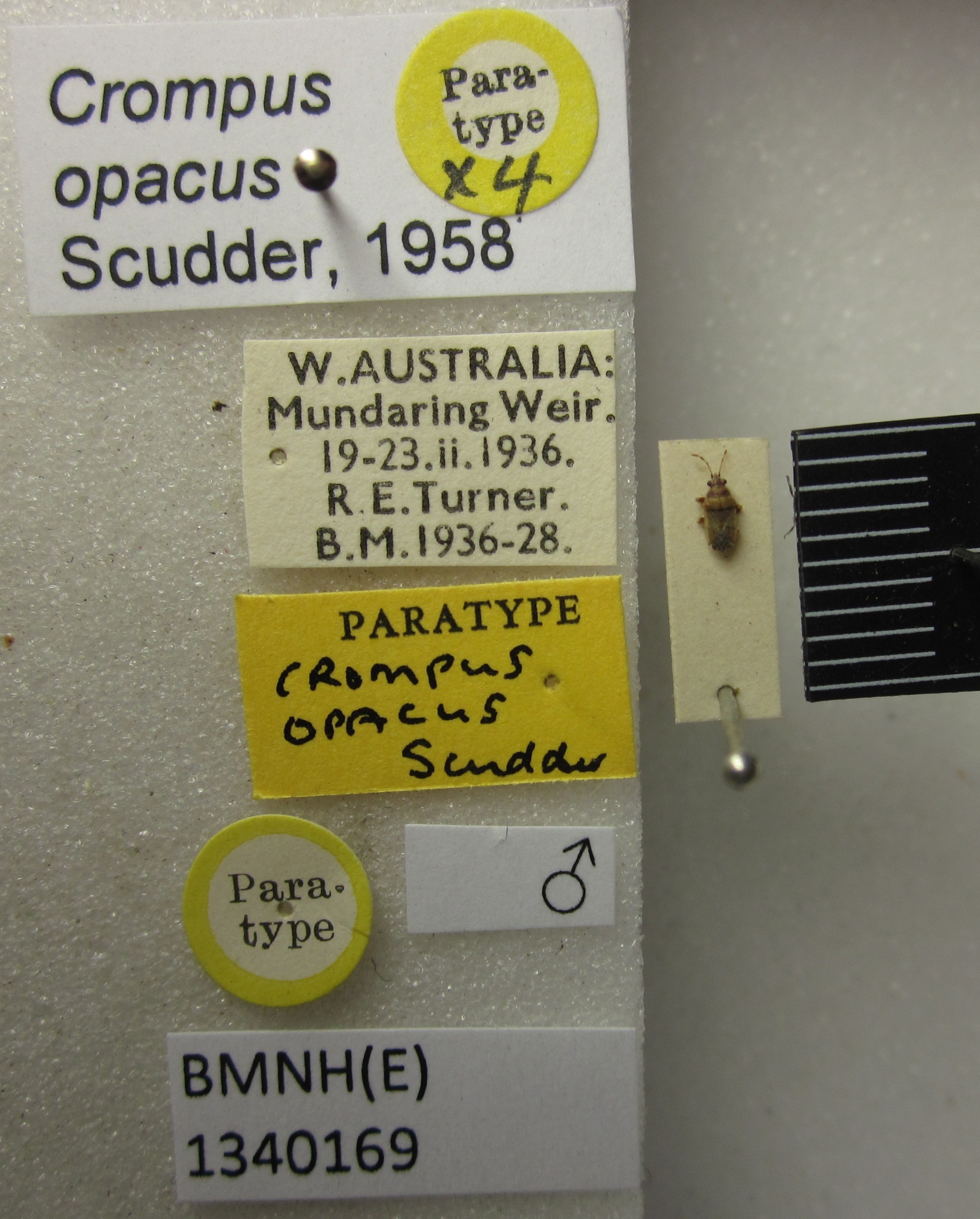 CollectionObject 1595190; ba47caee-b0ff-4872-a455-c27ef3367a3a: Crompus opacus. Paratype. (BMNH) - (CC BY-NC 4.0) Photo by Stuart Cole, reproduced with permission from the Natural History Museum, London, UK. (CollectionObject).
