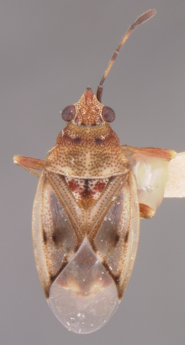 CollectionObject 1594720; 863fb366-fd68-44aa-aec7-6268e7a88c23: Kleidocerys resedae fuscomaculatus HOLOTYPE (NMNH) - (CC BY-NC 3.0) - Photo by Pablo M. Dellapé with permission from the National Museum of Natural History (NMNH), Smithsonian Institution, Washington, D.C. (CollectionObject).