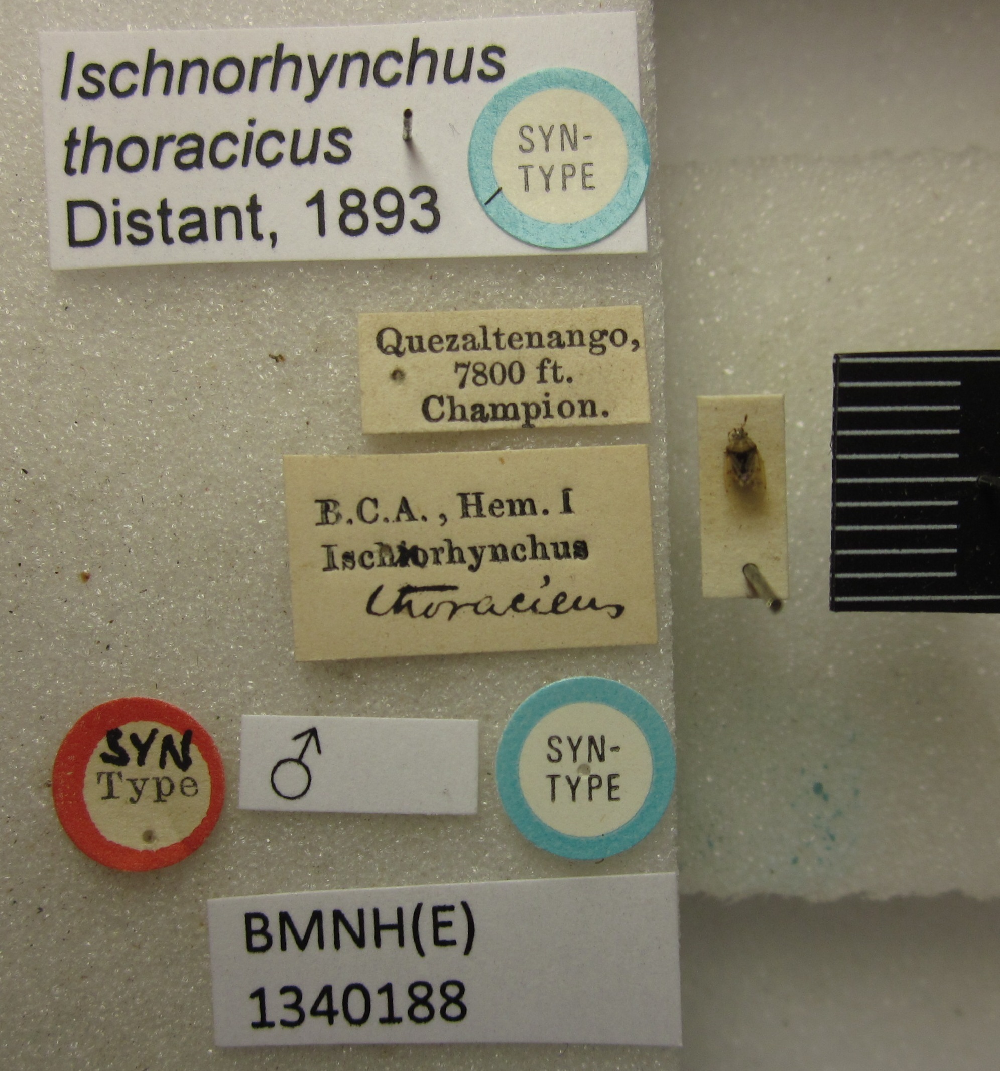 Kleidocerys thoracicus (Distant, 1893): Ischnorhynchus thoracicus. Syntype. (BMNH) - (CC BY-NC 4.0) Photo by Stuart Cole, reproduced with permission from the Natural History Museum, London, UK. (Otu).