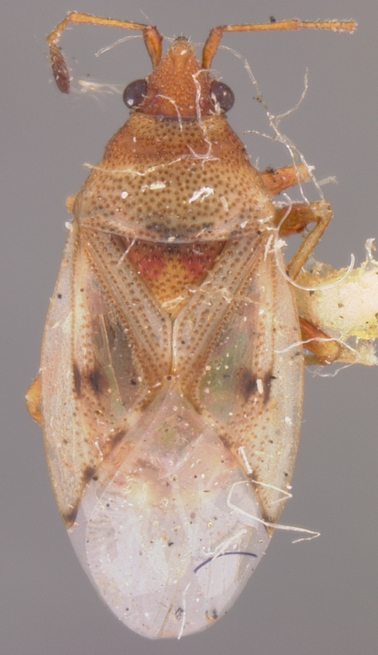 CollectionObject 1597003; 14775b18-c2e6-4ae4-924d-b4c6513b5a7b: Kleidocerys ovalis HOLOTYPE (NMNH) - (CC BY-NC 3.0) - Photo by Pablo M. Dellapé with permission from the National Museum of Natural History (NMNH), Smithsonian Institution, Washington, D.C. (CollectionObject).
