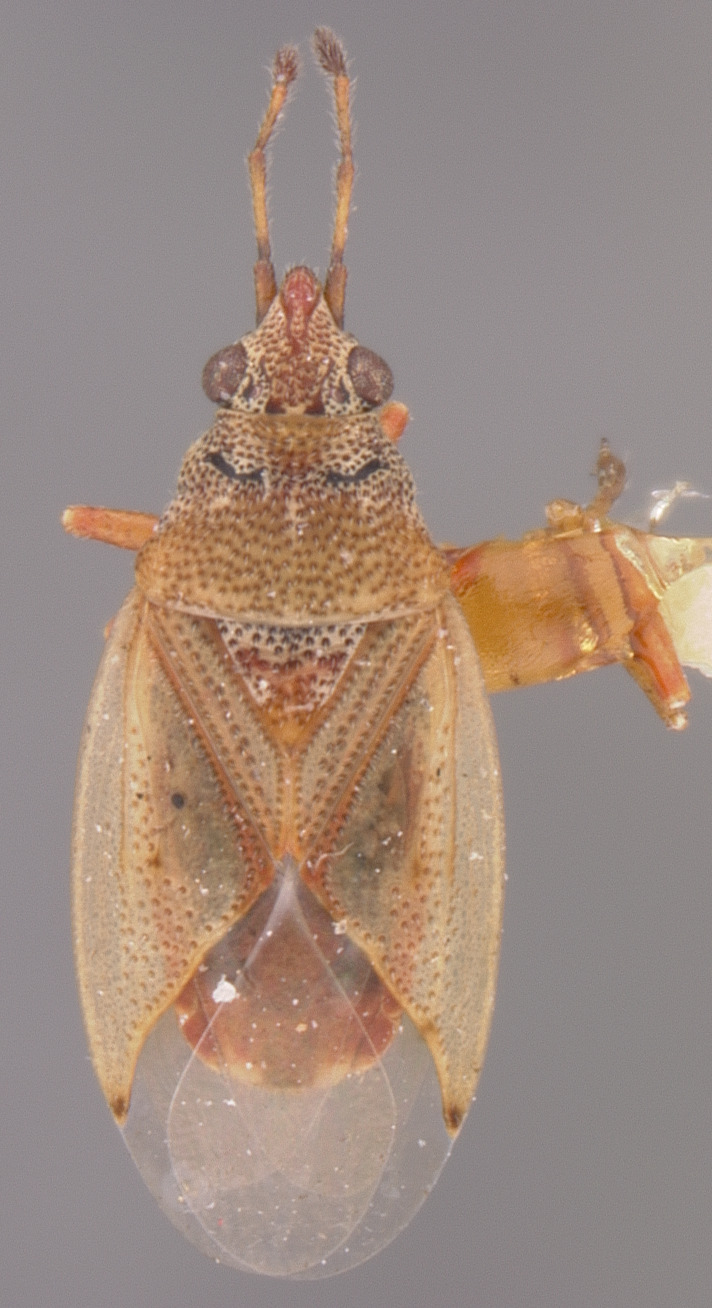 CollectionObject 1597002; 47ebc46b-08a3-4b03-bd18-1ebeb766b91b: Kleidocerys modestus HOLOTYPE (NMNH) - (CC BY-NC 3.0) - Photo by Pablo M. Dellapé with permission from the National Museum of Natural History (NMNH), Smithsonian Institution, Washington, D.C. (CollectionObject).