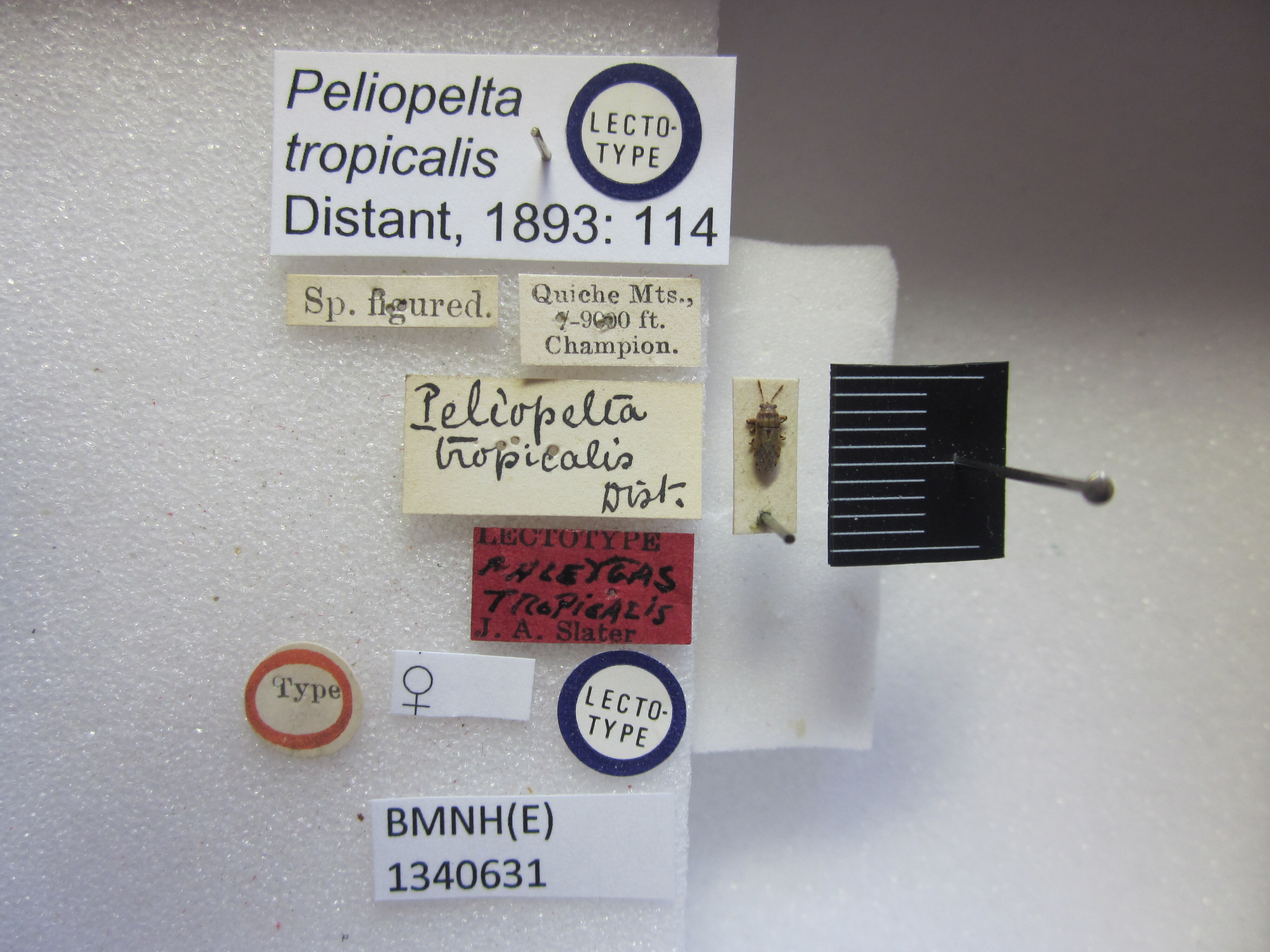 Phlegyas tropicalis (Distant, 1893): Peliopelta tropicalis. Lectotype. (BMNH) - (CC BY-NC 4.0) Photo by Stuart Cole, reproduced with permission from the Natural History Museum, London, UK. (Otu).
