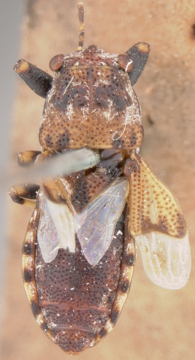 Phlegyas abbreviatus (Uhler, 1876): Helonotus abbreviatus HOLOTYPE (NMNH) - (CC BY-NC 3.0) - Photo by Pablo M. Dellapé with permission from the National Museum of Natural History (NMNH), Smithsonian Institution, Washington, D.C. (Otu).