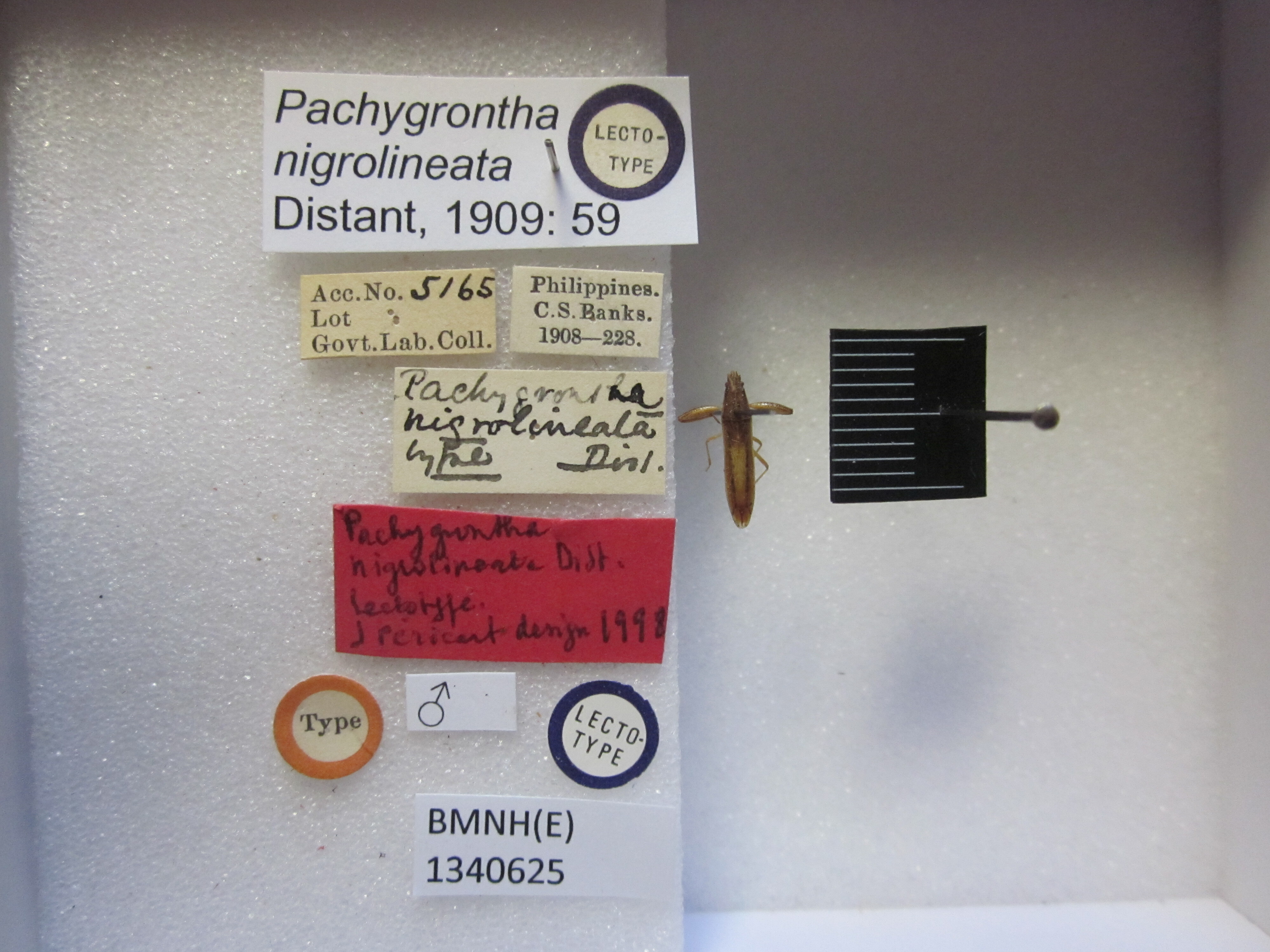 Pachygrontha nigrolineata Distant, 1909: Pachygrontha nigrolineata. Lectotype. (BMNH) - (CC BY-NC 4.0) Photo by Stuart Cole, reproduced with permission from the Natural History Museum, London, UK. (Otu).