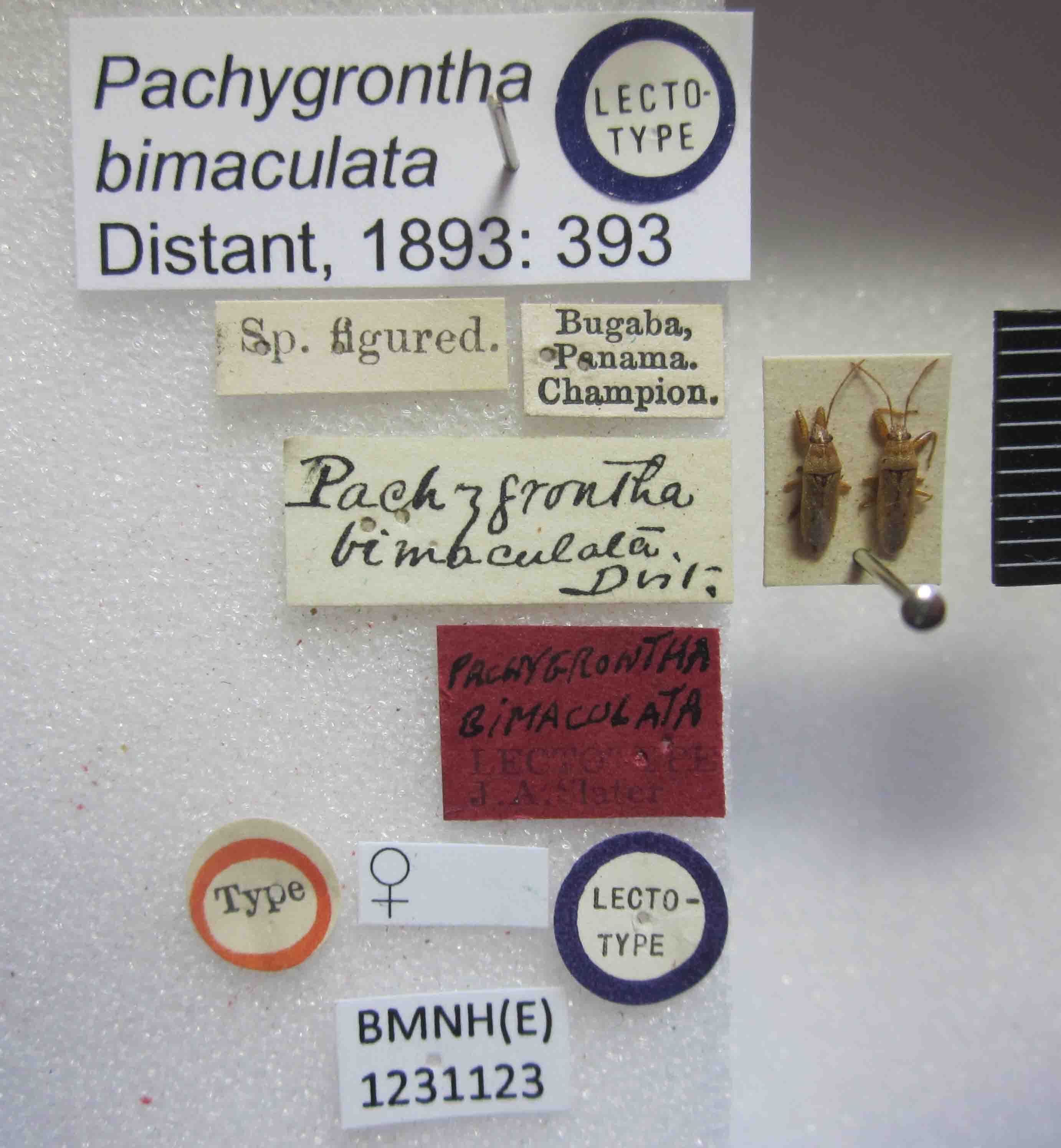 Oedancala bimaculata Distant, 1893: Pachygrontha bimaculata. Lectotype. (BMNH) - (CC BY-NC 4.0) Photo by Stuart Cole, reproduced with permission from the Natural History Museum, London, UK. (Otu).