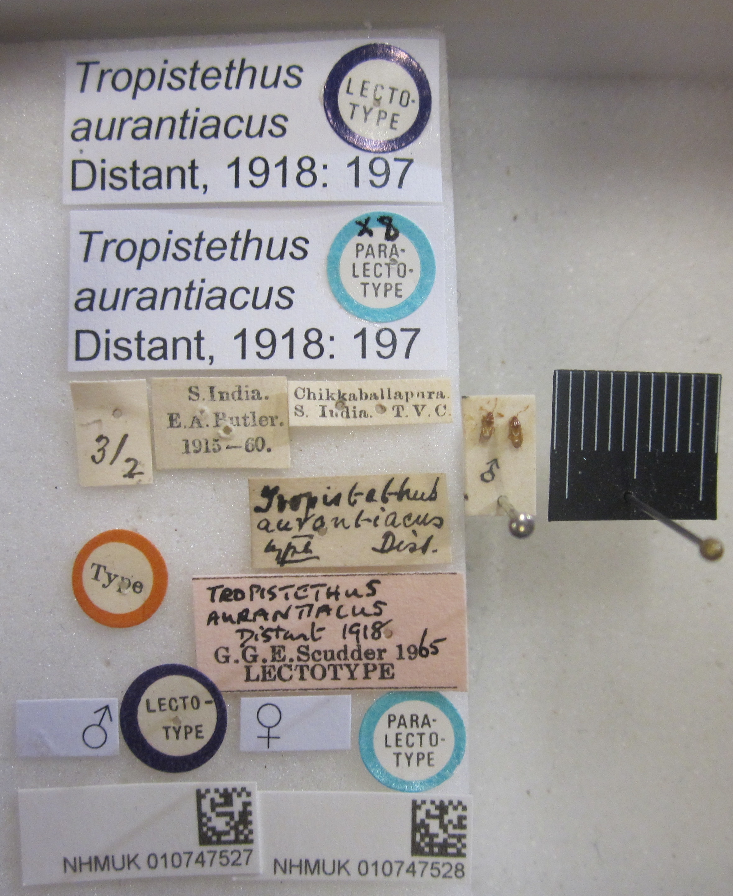 Camptocera aurantiacus (Distant, 1918): Tropistethus aurantiacus. Lectotype; Paralectotype. (BMNH) - (CC BY-NC 4.0) Photo by Stuart Cole, reproduced with permission from the Natural History Museum, London, UK. (Otu).