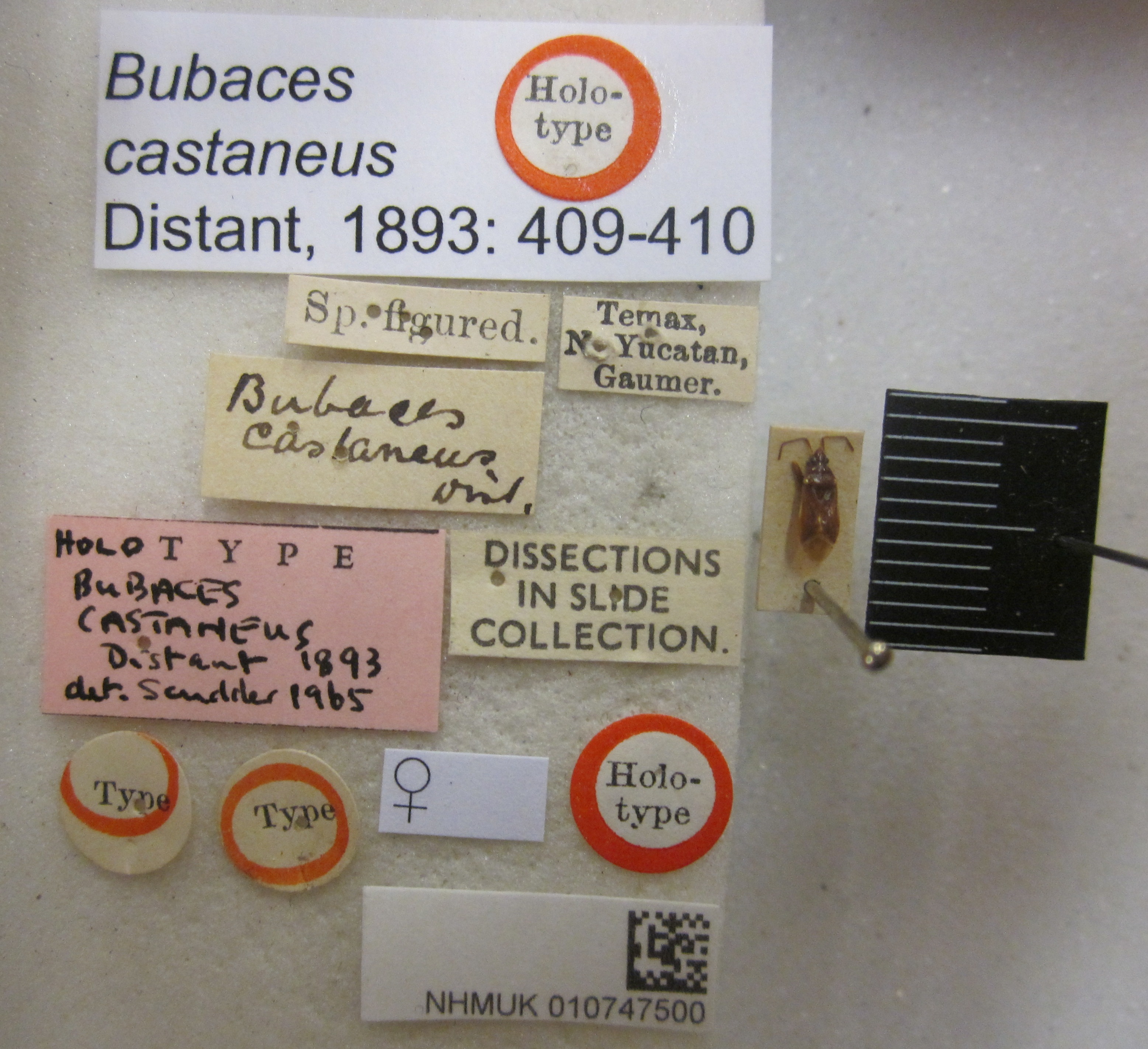 CollectionObject 1594940; 425905ea-aa75-4d56-84f5-84bcbf631b09: Bubaces castaneus. Holotype. (BMNH) - (CC BY-NC 4.0) Photo by Stuart Cole, reproduced with permission from the Natural History Museum, London, UK. (CollectionObject).