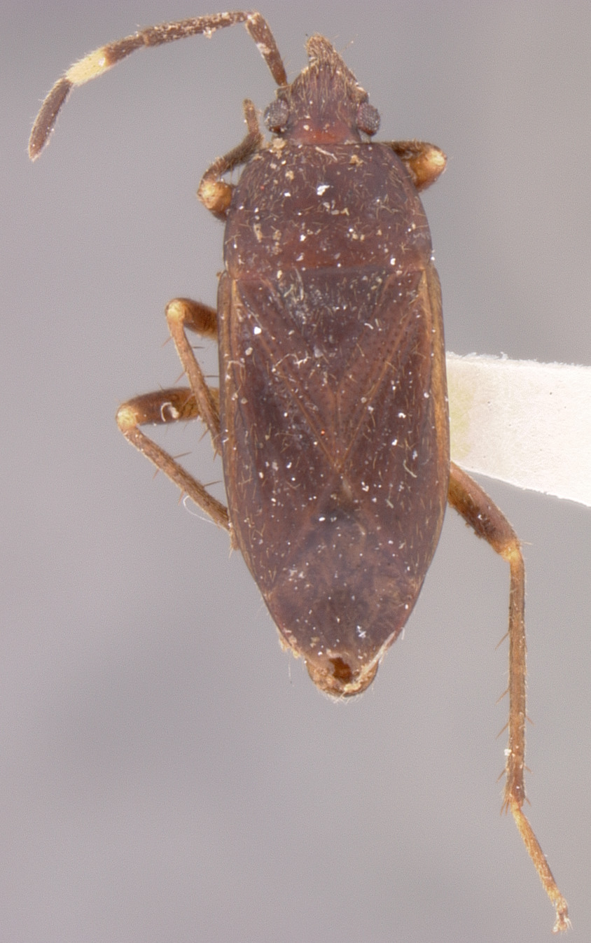 CollectionObject 1595111; 5a218340-b4ba-410c-8ced-1a6f31be4bc7: Cistalia explanata HOLOTYPE (NMNH) - (CC BY-NC 3.0) - Photo by Pablo M. Dellapé with permission from the National Museum of Natural History (NMNH), Smithsonian Institution, Washington, D.C. (CollectionObject).