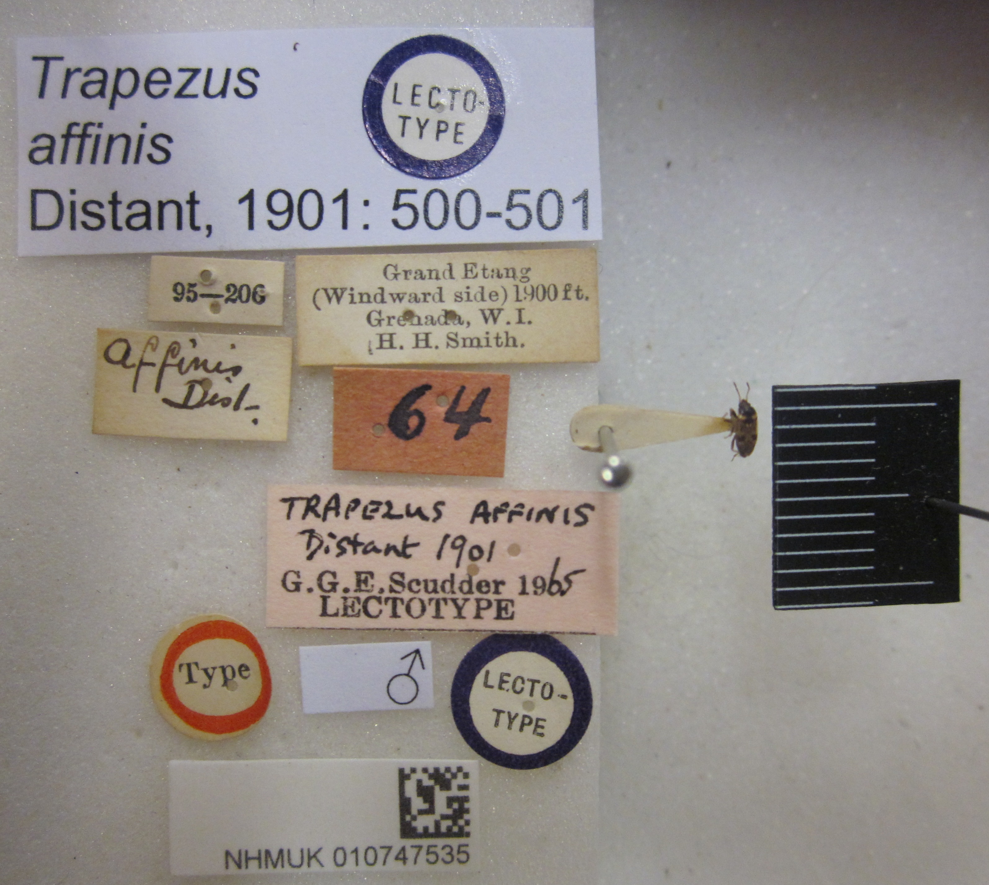 CollectionObject 1595292; 2ed635b1-99e0-4d3d-a941-6685db7fdb40: Trapezus affinis. Lectotype. (BMNH) - (CC BY-NC 4.0) Photo by Stuart Cole, reproduced with permission from the Natural History Museum, London, UK. (CollectionObject).