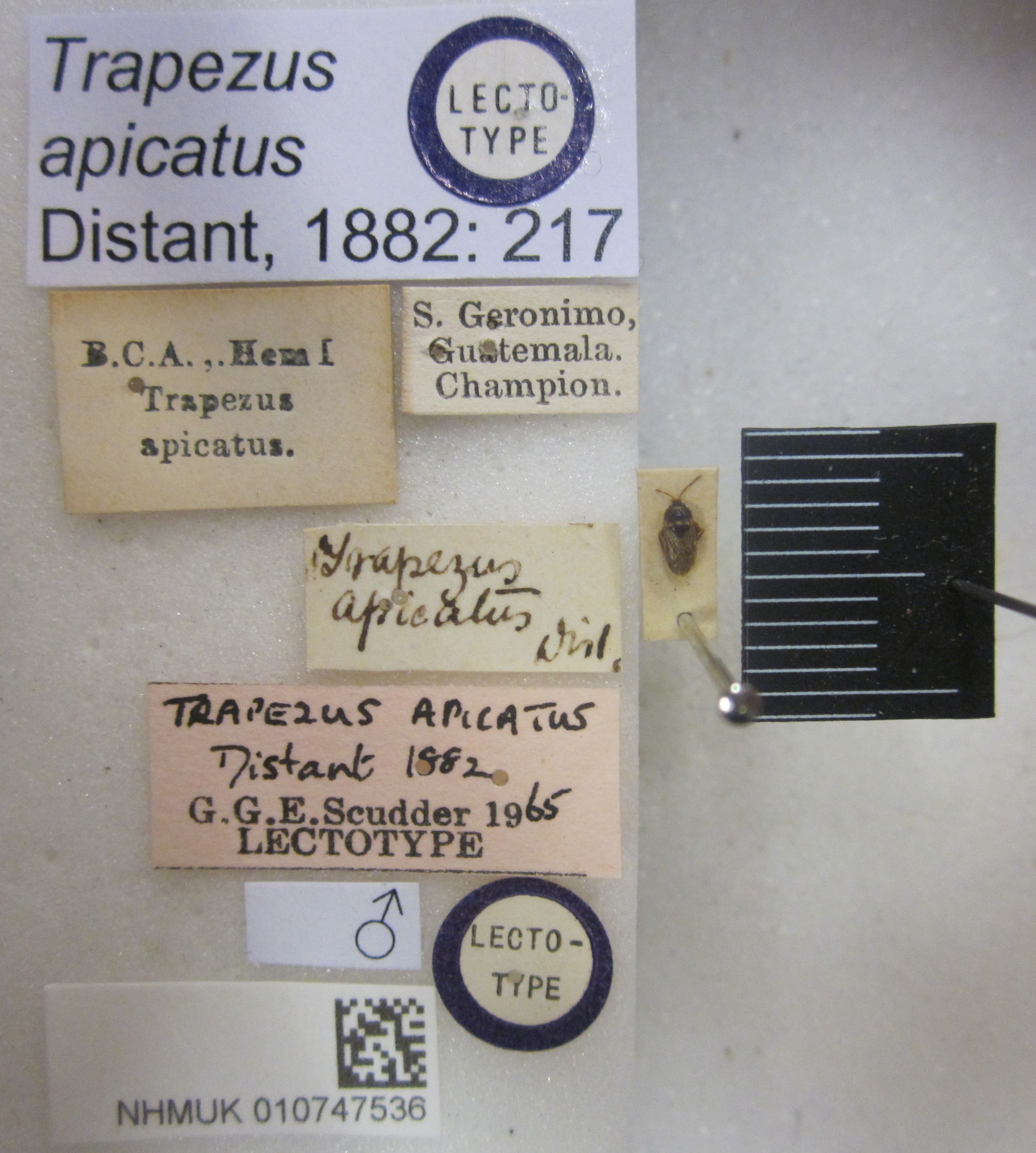 CollectionObject 1595293; b801f59c-4919-4145-b5ee-0d0da309d8bf: Trapezus apicatus. Lectotype. (BMNH) - (CC BY-NC 4.0) Photo by Stuart Cole, reproduced with permission from the Natural History Museum, London, UK. (CollectionObject).