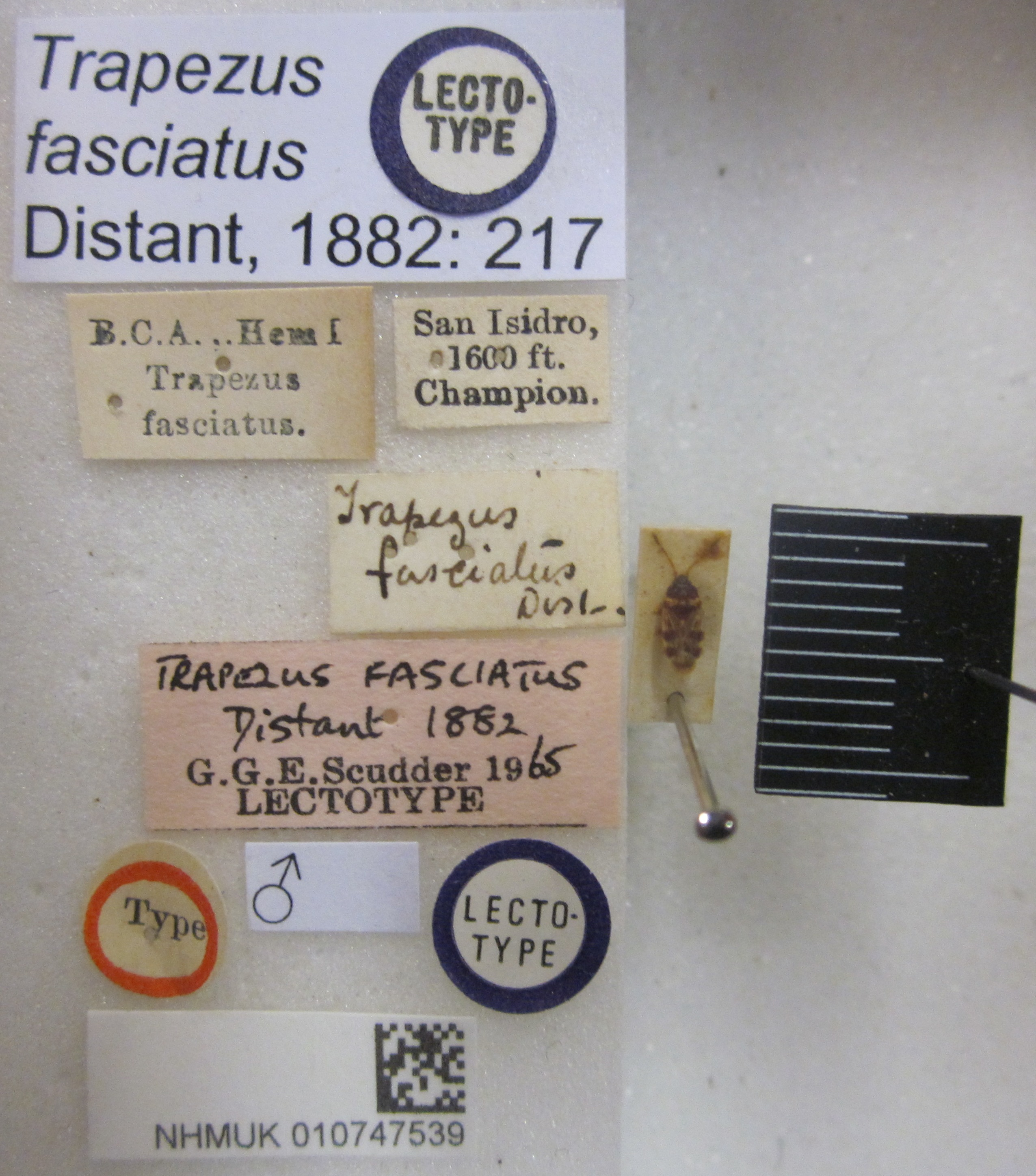 CollectionObject 1595311; c8edd611-c722-4055-9af8-07f72d326ceb: Trapezus fasciatus. Lectotype. (BMNH) - (CC BY-NC 4.0) Photo by Stuart Cole, reproduced with permission from the Natural History Museum, London, UK. (CollectionObject).