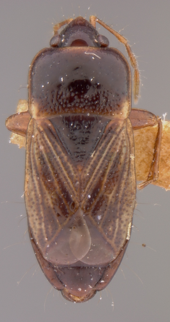 CollectionObject 1595313; cf401f3d-0944-41dc-b91b-f78b7fd275a1: Cryphula nitens HOLOTYPE (NMNH) - (CC BY-NC 3.0) - Photo by Pablo M. Dellapé with permission from the National Museum of Natural History (NMNH), Smithsonian Institution, Washington, D.C. (CollectionObject).
