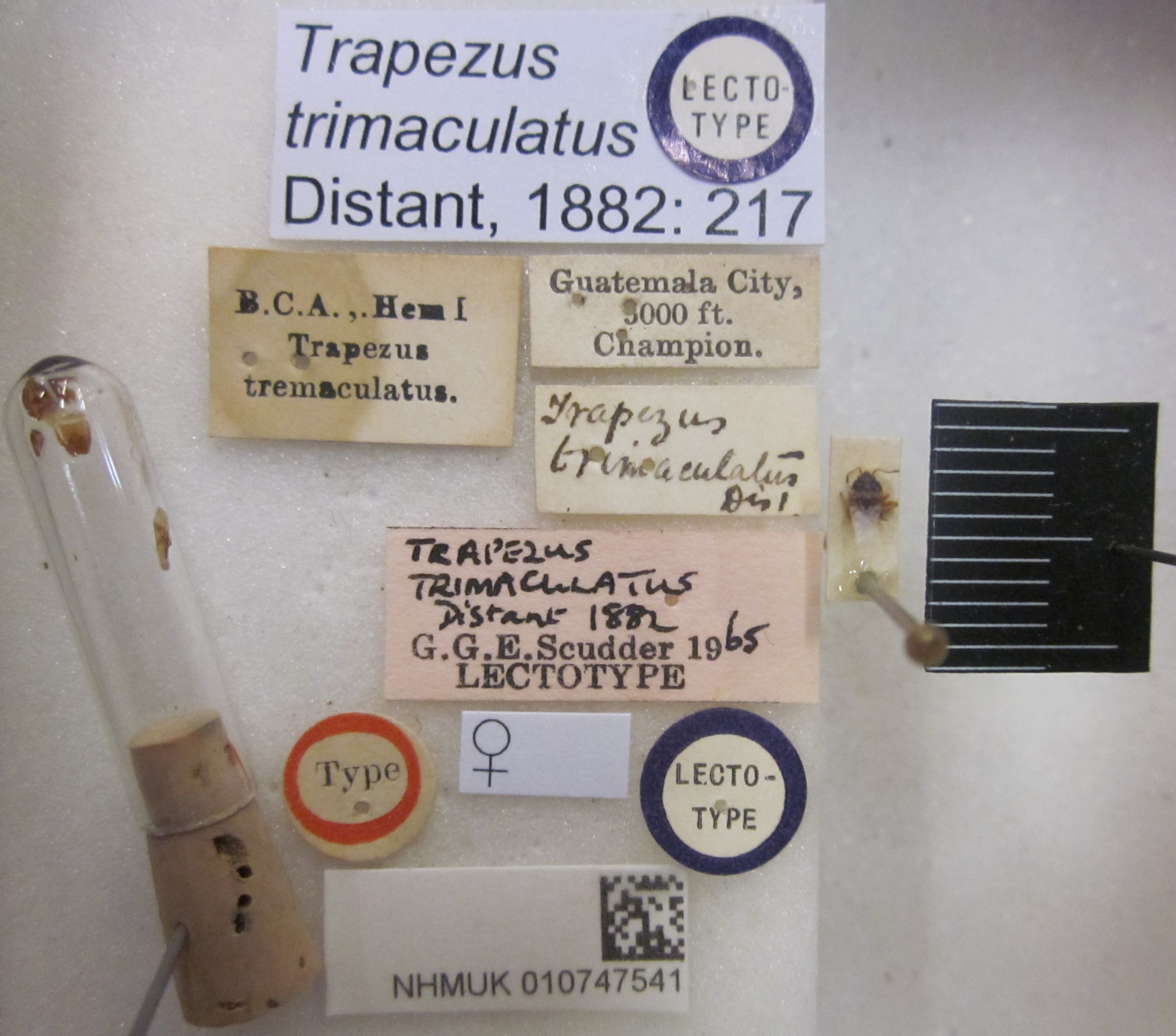CollectionObject 1595315; 59241abe-c1dd-4430-a1ea-519859ba8e82: Trapezus trimaculatus. Lectotype. (BMNH) - (CC BY-NC 4.0) Photo by Stuart Cole, reproduced with permission from the Natural History Museum, London, UK. (CollectionObject).