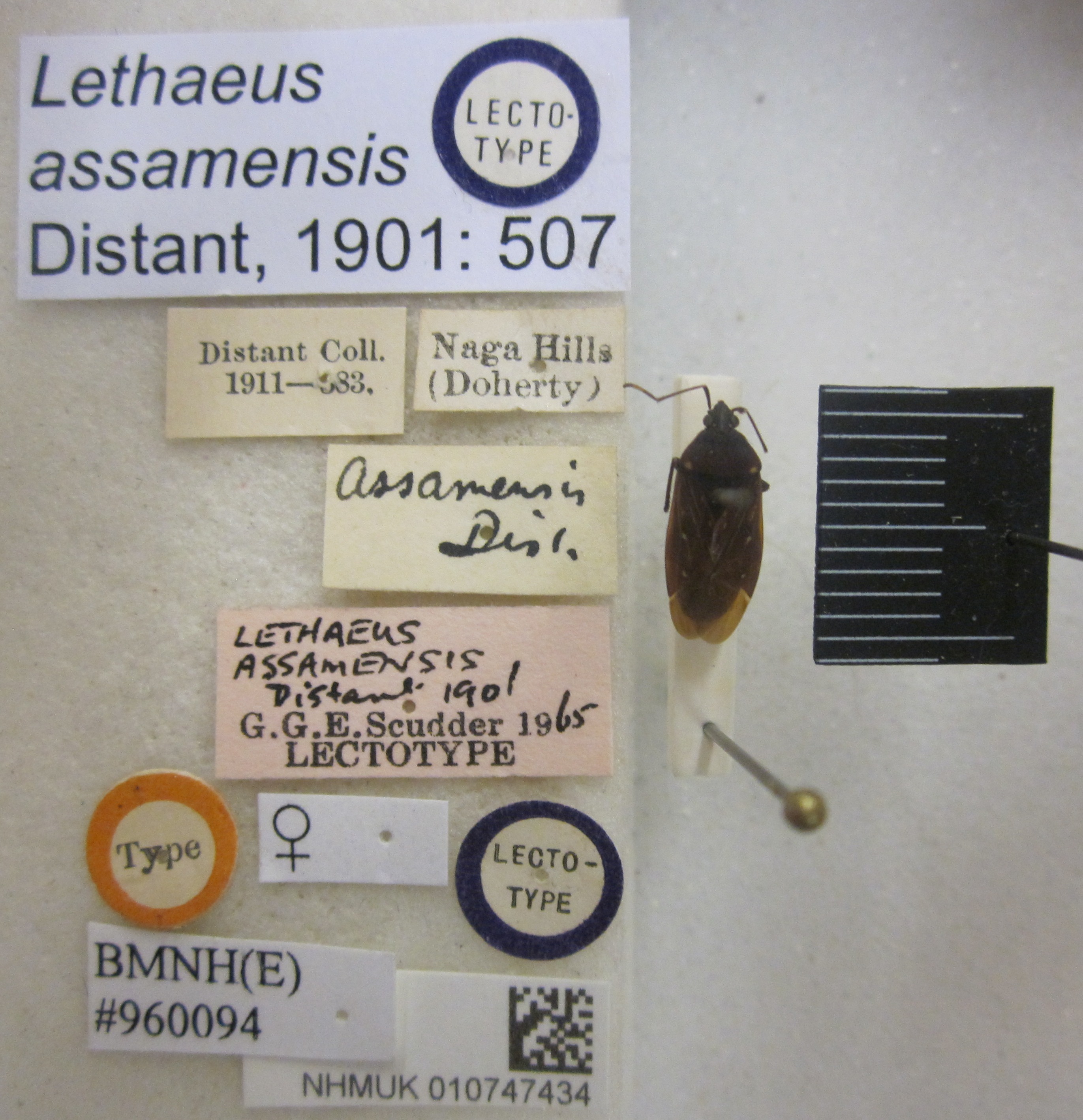 Neolethaeus assamensis (Distant, 1901): Lethaeus assamensis. Lectotype. (BMNH) - (CC BY-NC 4.0) Photo by Stuart Cole, reproduced with permission from the Natural History Museum, London, UK. (Otu).