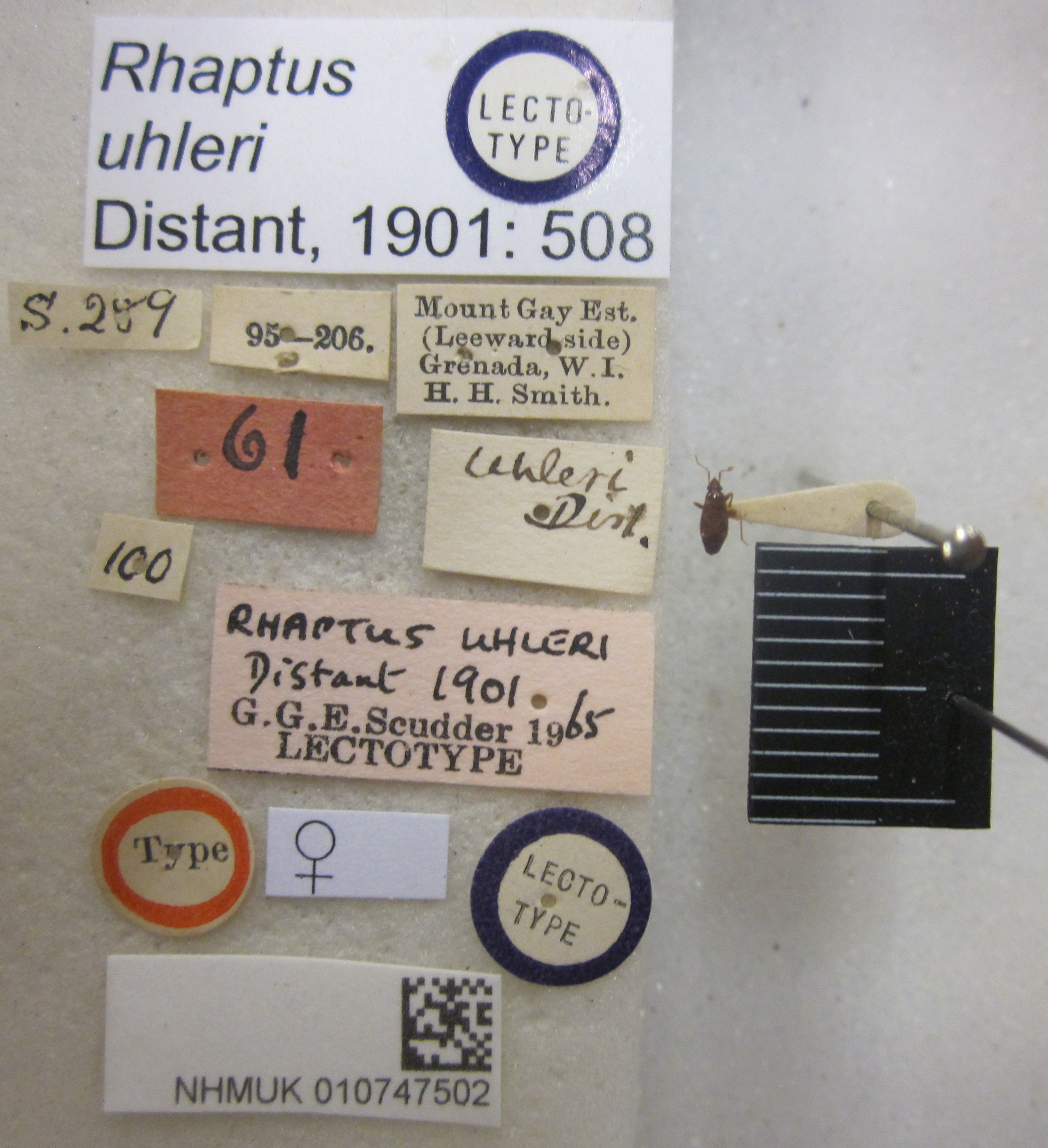 CollectionObject 1594941; 59e8c57c-9d46-4c57-b403-8888ae665b7b: Rhaptus uhleri. Lectotype. (BMNH) - (CC BY-NC 4.0) Photo by Stuart Cole, reproduced with permission from the Natural History Museum, London, UK. (CollectionObject).