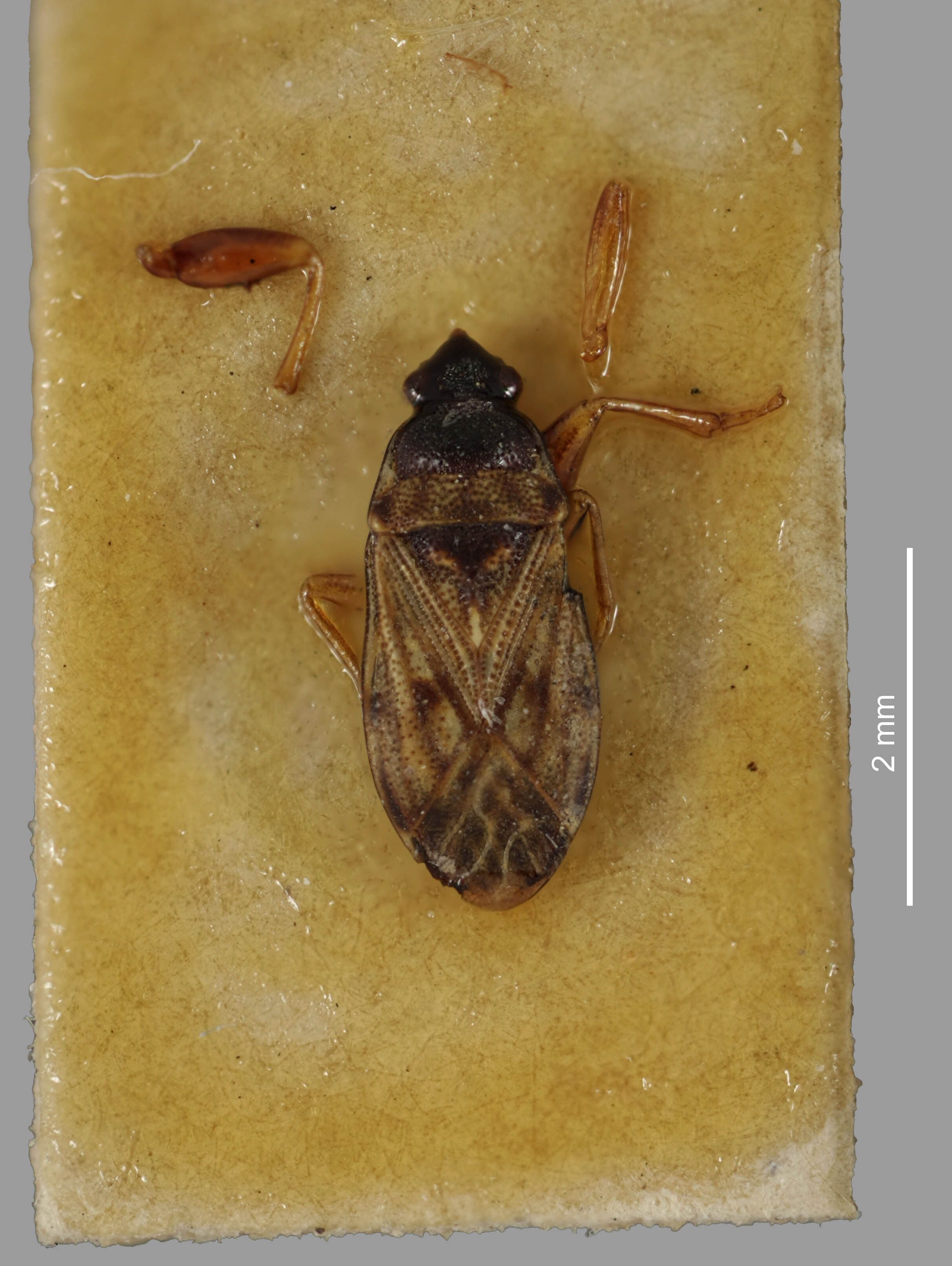 CollectionObject 1594906; 8e8255f6-36af-4a24-924e-7194af9d220f: Scoloposethus putoni White,1878 Lectotype (CC BY-NC 3.0) Attribution: © The Natural History Museum. Photograph: Tristan Bantock. (CollectionObject).