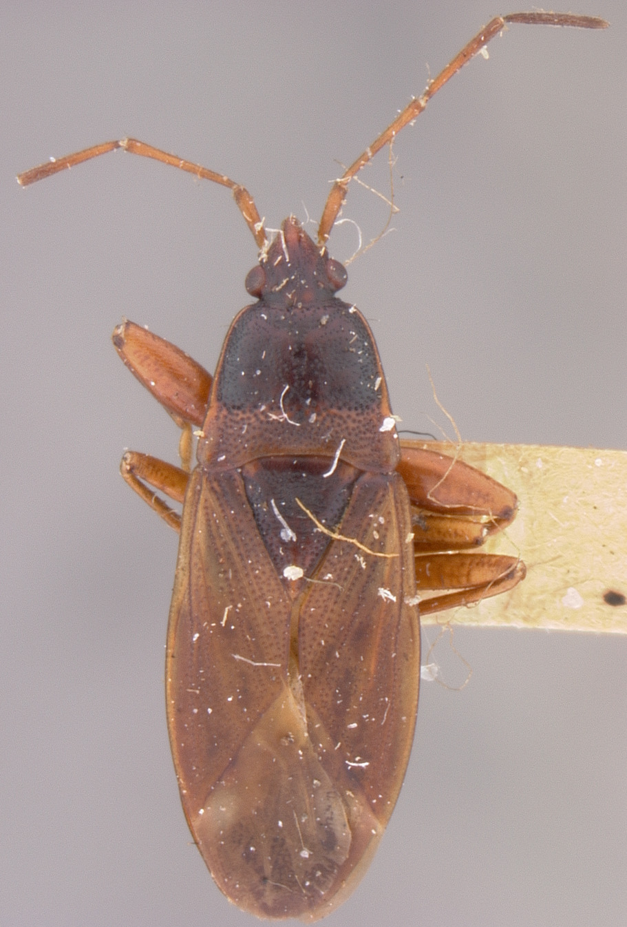 CollectionObject 1596192; 33459c3d-18ac-4293-a51f-30af3dcf6ad7: Eremocoris depressus (HOLOTYPE) (NMNH) - (CC BY-NC 3.0) - Photo by Pablo M. Dellapé with permission from the National Museum of Natural History (NMNH), Smithsonian Institution, Washington, D.C. (CollectionObject).