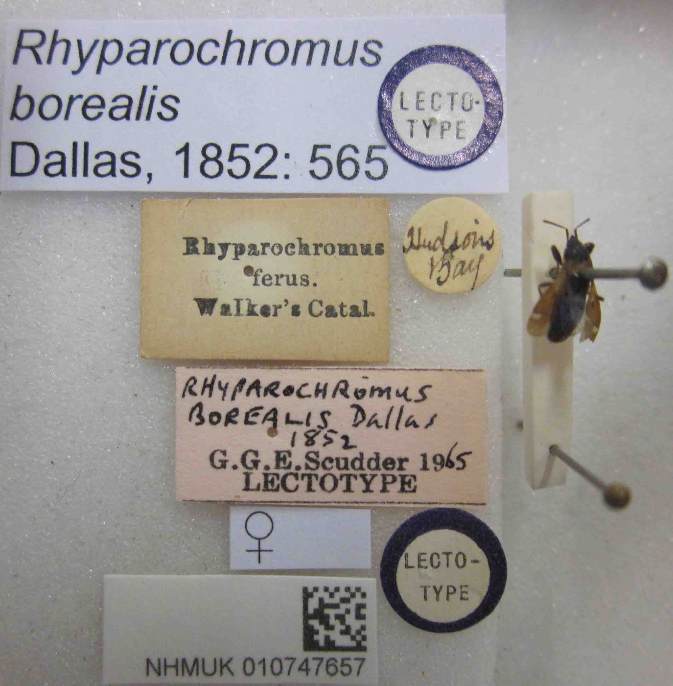 CollectionObject 1596188; 3eb06944-dd42-4408-b411-29c4237766b5: Rhyparochromus borealis. Lectotype. (BMNH) - (CC BY-NC 4.0) Photo by Stuart Cole, reproduced with permission from the Natural History Museum, London, UK. (CollectionObject).