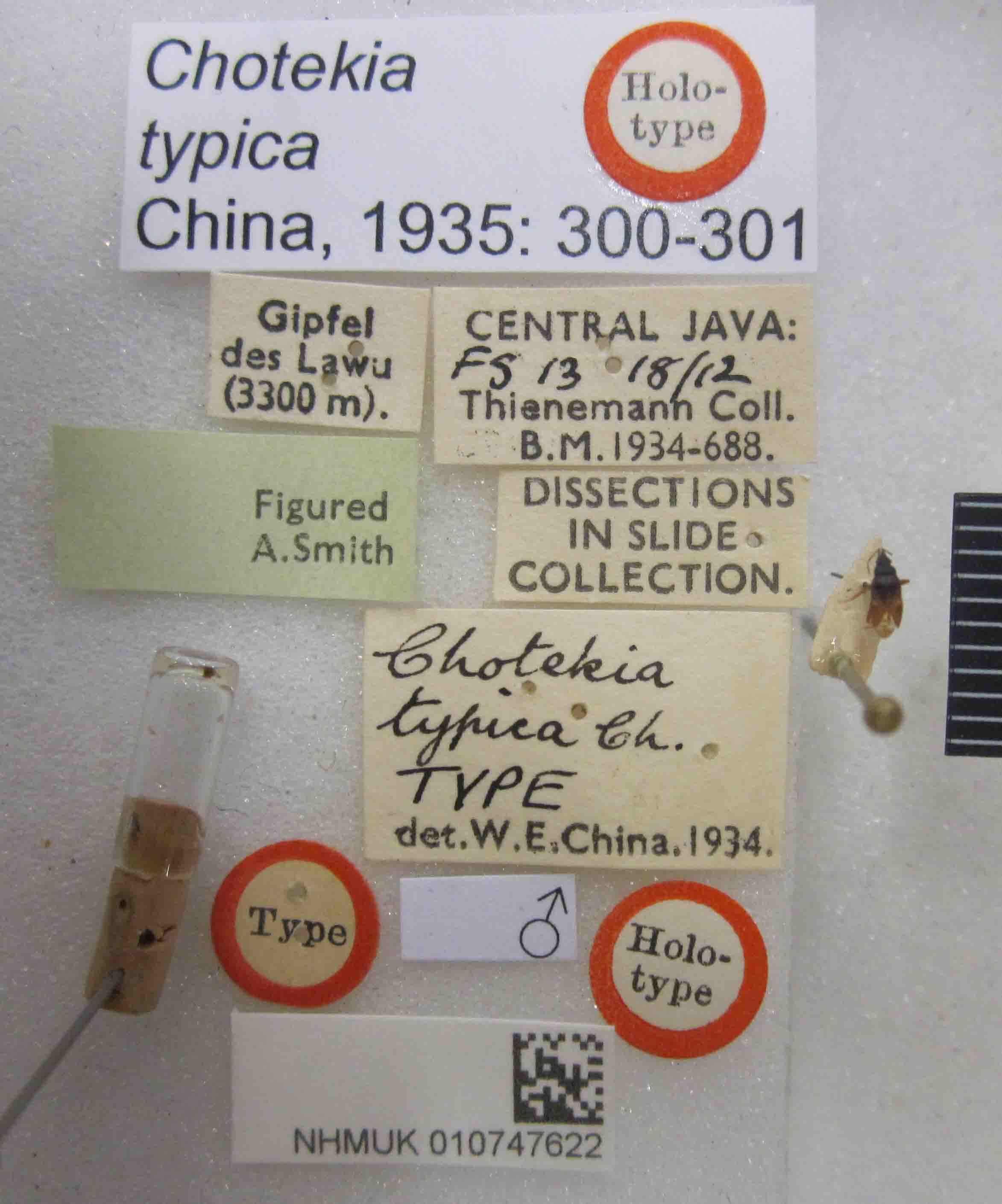 CollectionObject 1595070; e33bb08d-10d0-4284-8e86-eb4daf42b7d8: Chotekia typica. Holotype. (BMNH) - (CC BY-NC 4.0) Photo by Stuart Cole, reproduced with permission from the Natural History Museum, London, UK. (CollectionObject).