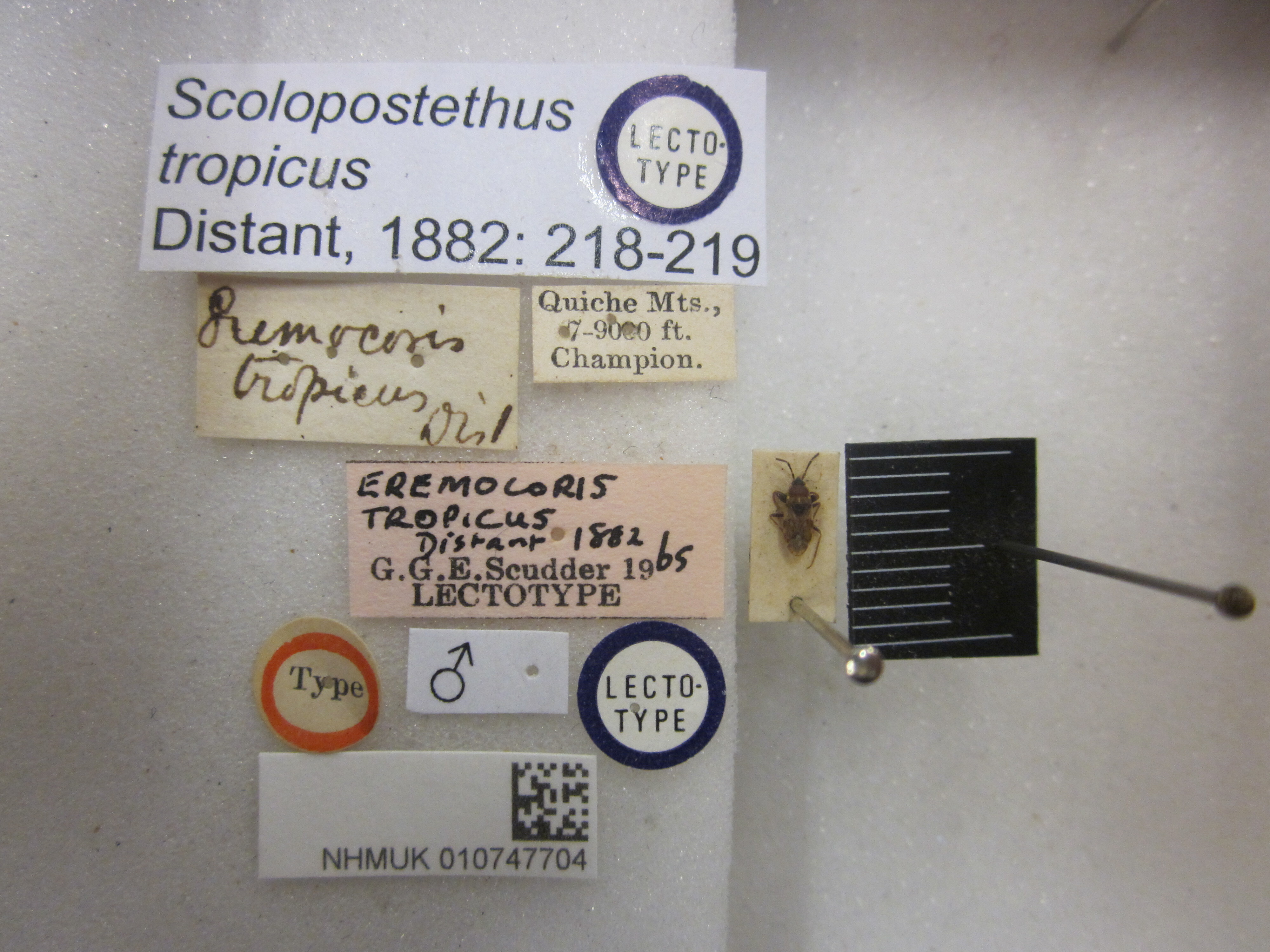 CollectionObject 1593962; bcddc74c-8fbd-48ee-855f-209c516d77e3: Scolopostethus tropicus. Lectotype. (BMNH) - (CC BY-NC 4.0) Photo by Stuart Cole, reproduced with permission from the Natural History Museum, London, UK. (CollectionObject).