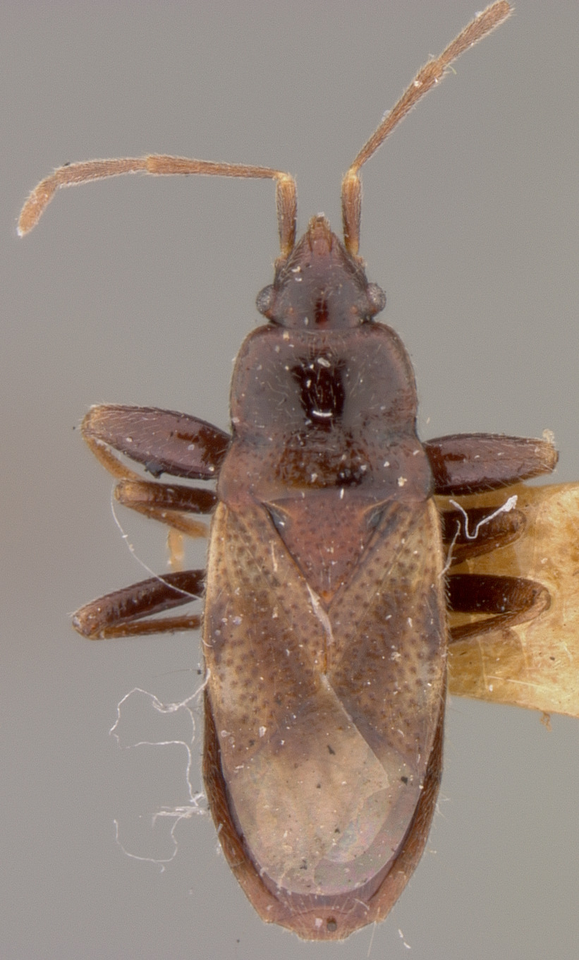 CollectionObject 1593518; c72edcb3-81d0-4495-9c73-888dbd5e6872: Thylochromus nitidulus HOLOTYPE (NMNH) - (CC BY-NC 3.0) - Photo by Pablo M. Dellapé with permission from the National Museum of Natural History (NMNH), Smithsonian Institution, Washington, D.C. (CollectionObject).