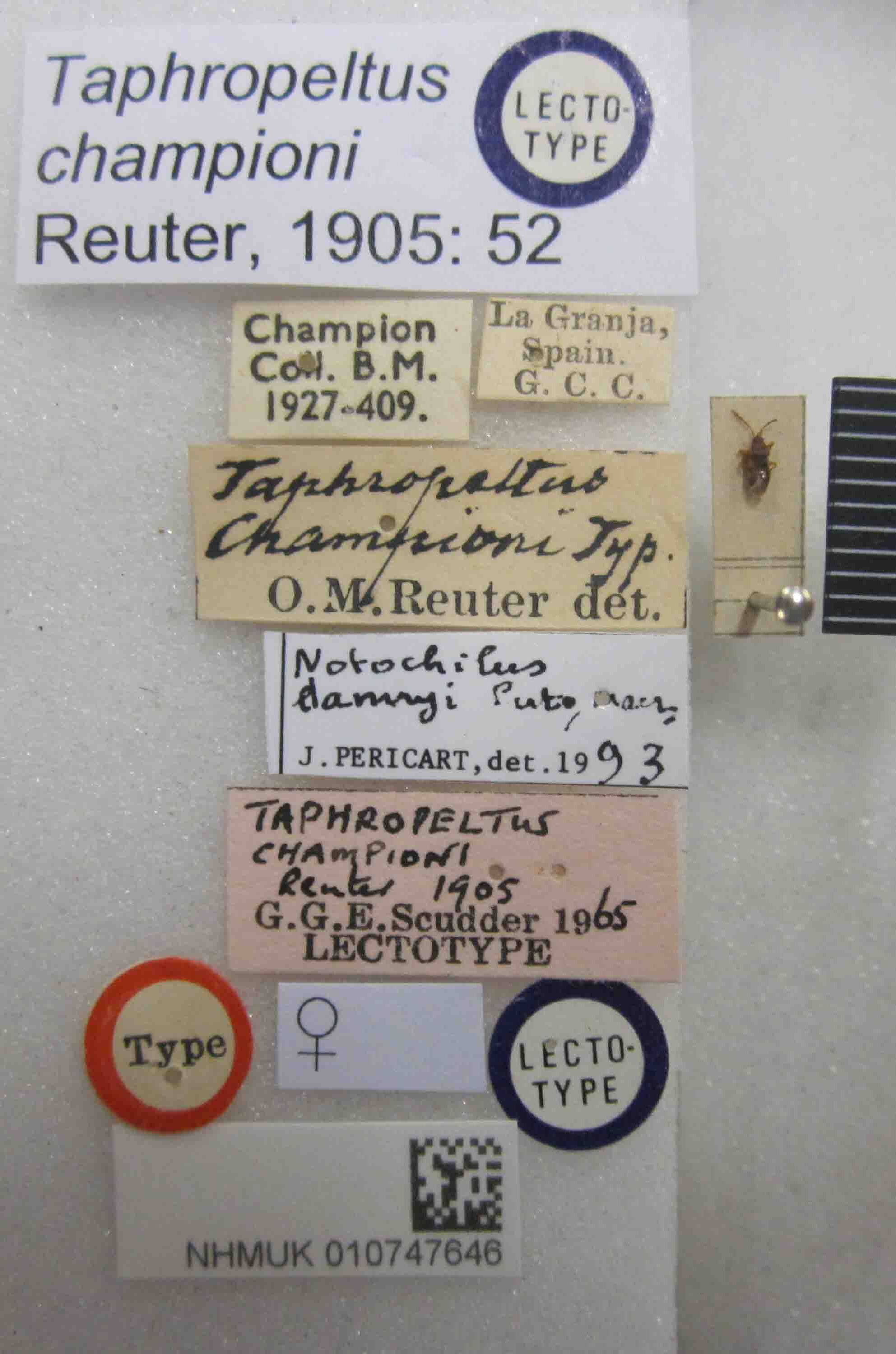 Notochilus championi (Reuter, 1905): Taphropeltus championi. Lectotype. (BMNH) - (CC BY-NC 4.0) Photo by Stuart Cole, reproduced with permission from the Natural History Museum, London, UK. (Otu).