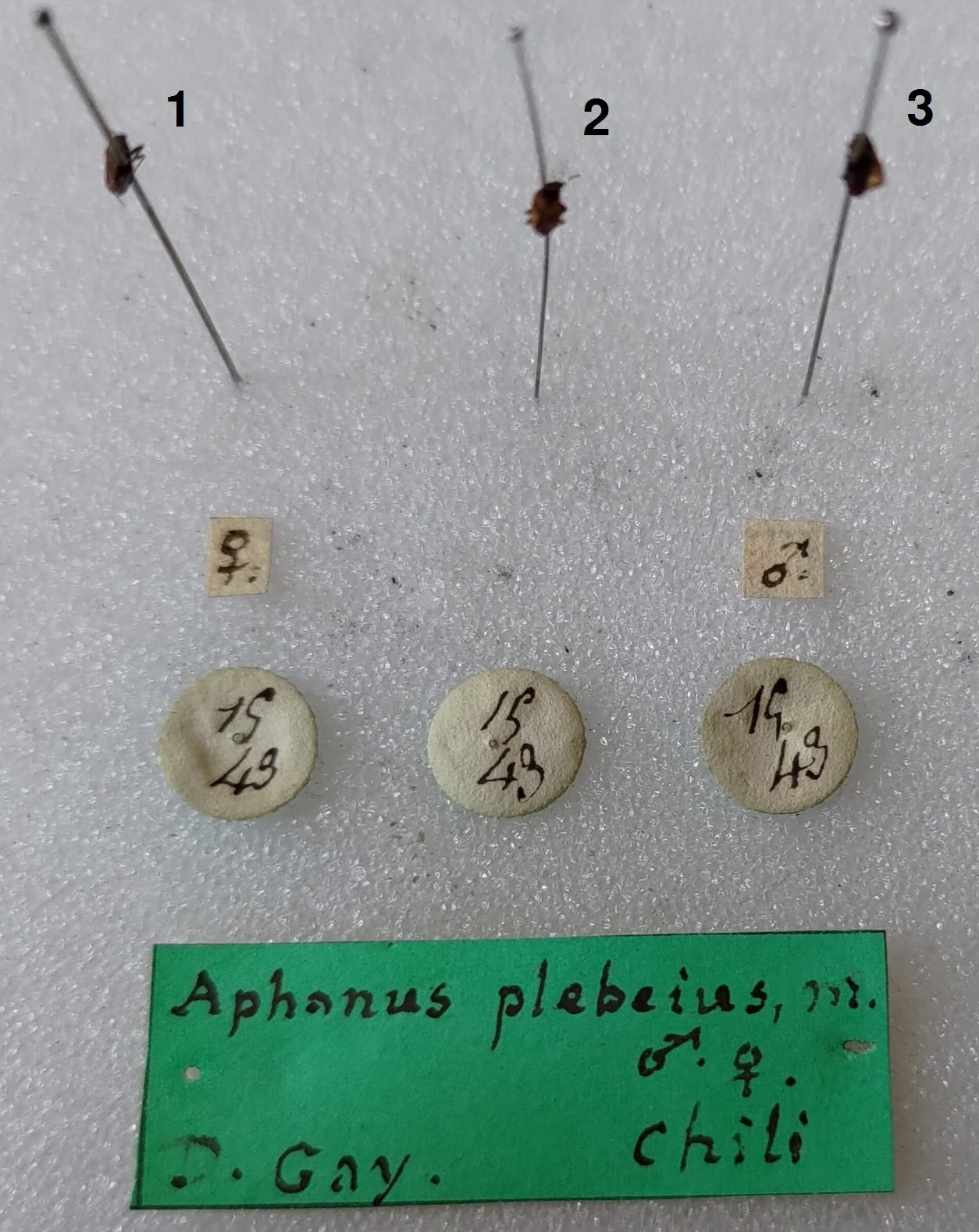Prytanes plebeius (Spinola, 1852): Pachymerus plebeius SINTYPE Labels (Museo Regionale di Scienze Naturali di Torino) - (CC BY-NC 3.0) - Photo by Fulvio Giachino. (Otu).