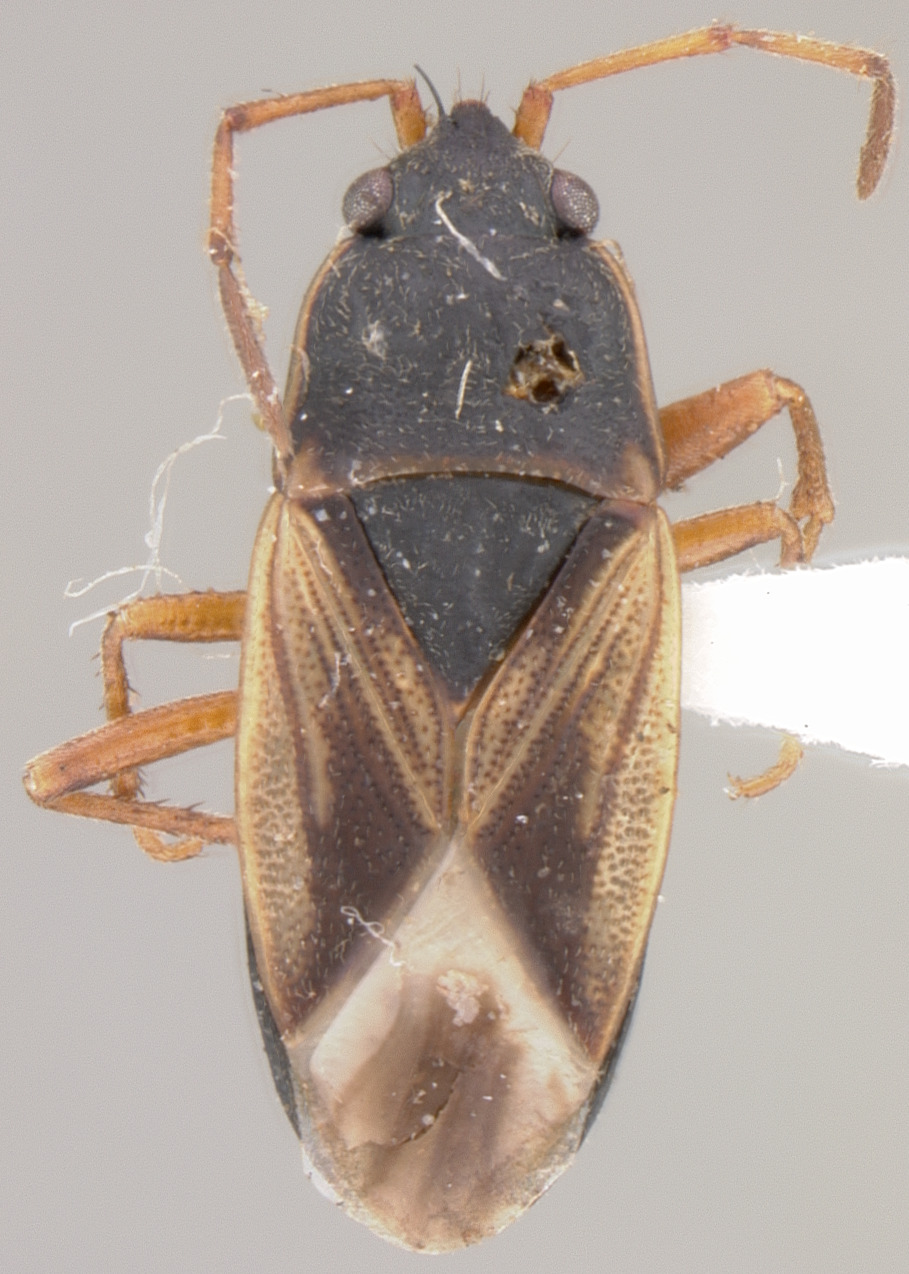 Malezonotus sodalicius (Uhler, 1876): Megalonotus sodalicius LECTOTYPE (NMNH) - (CC BY-NC 3.0) - Photo by Pablo M. Dellapé with permission from the National Museum of Natural History (NMNH), Smithsonian Institution, Washington, D.C. (Otu).