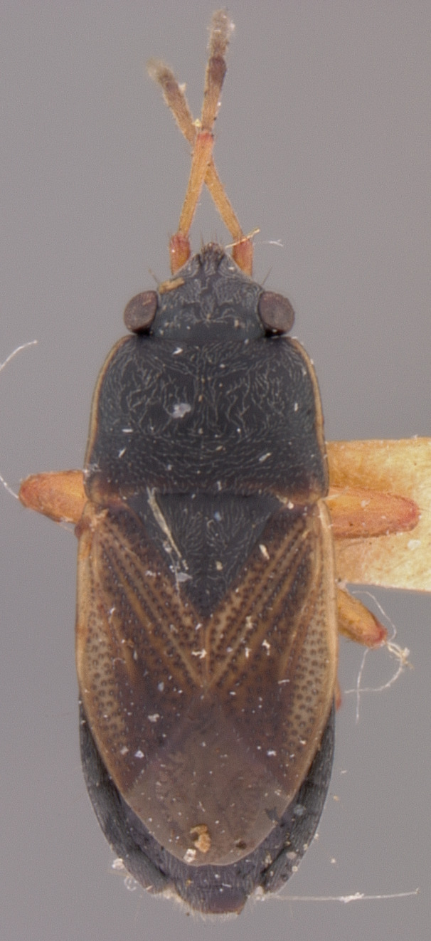 CollectionObject 1952913; 788ce929-06a2-423e-8851-ff668dff0b6f: Malezonotus fuscosus HOLOTYPE (NMNH) - (CC BY-NC 3.0) - Photo by Pablo M. Dellapé with permission from the National Museum of Natural History (NMNH), Smithsonian Institution, Washington, D.C. (CollectionObject).