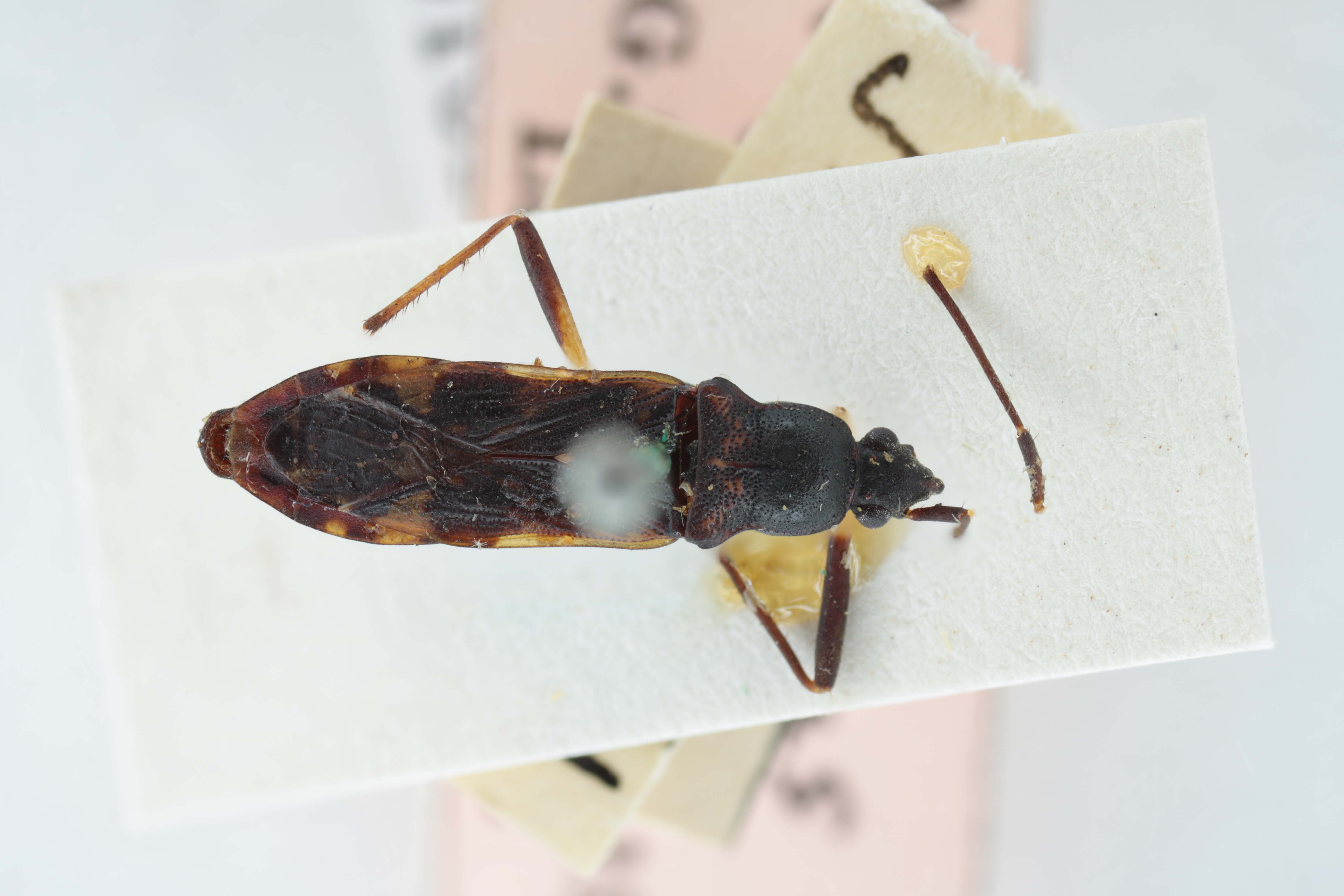 Metochus abbreviatus Scott, 1874: Metochus abbreviatus. Lceotype-dorsal habitus. (BMNH) - (CC BY-NC 4.0) Photo by Stuart Cole, reproduced with permission from the Natural History Museum, London, UK. (Otu).