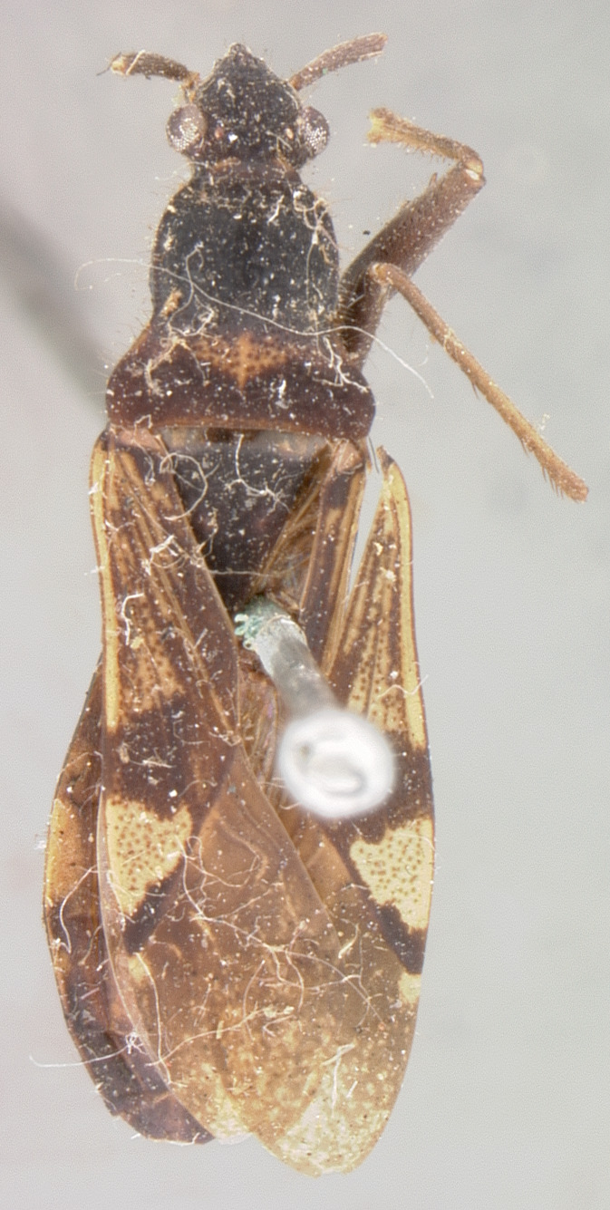 Metochus uniguttatus (Thunberg, 1822): Orthaea maculifera HOLOTYPE (NMNH) - (CC BY-NC 4.0) - Photo by Pablo M. Dellapé with permission from the National Museum of Natural History (NMNH), Smithsonian Institution, Washington, D.C. (Otu).