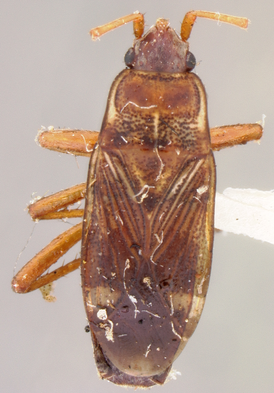 CollectionObject 1593390; c8e0f300-e366-4431-bef8-b350430636af: Rhyparochromus floralis HOLOTYPE (NMNH) - (CC BY-NC 4.0) - Photo by Pablo M. Dellapé with permission from the National Museum of Natural History (NMNH), Smithsonian Institution, Washington, D.C. (CollectionObject).
