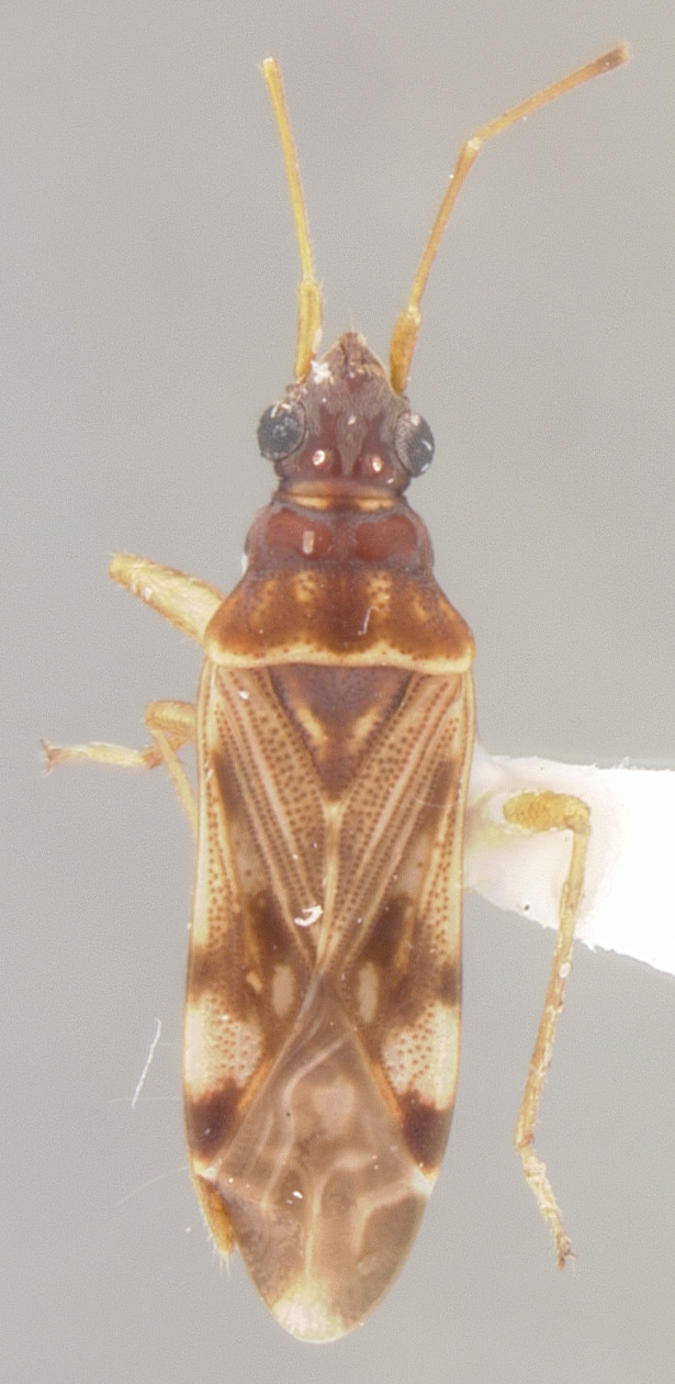 Ozophora caroli Slater & Baranowski, 1983: Ozophora caroli HOLOTYPE (NMNH) - (CC BY-NC 3.0) - Photo by Pablo M. Dellapé with permission from the National Museum of Natural History (NMNH), Smithsonian Institution, Washington, D.C. (Otu).