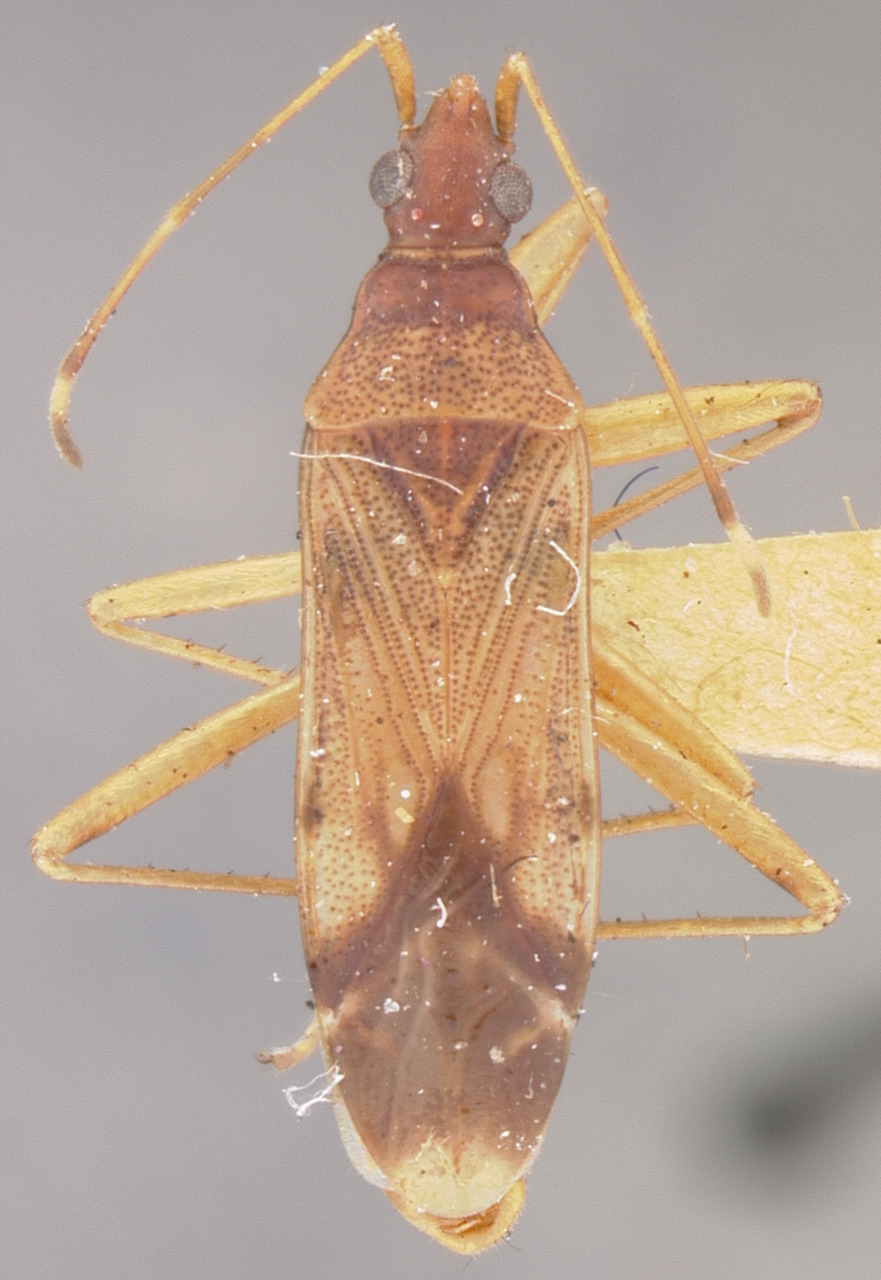 Ozophora depicturata Barber, 1928: Ozophora depicturata HOLOTYPE (NMNH) - (CC BY-NC 3.0) - Photo by Pablo M. Dellapé with permission from the National Museum of Natural History (NMNH), Smithsonian Institution, Washington, D.C. (Otu).