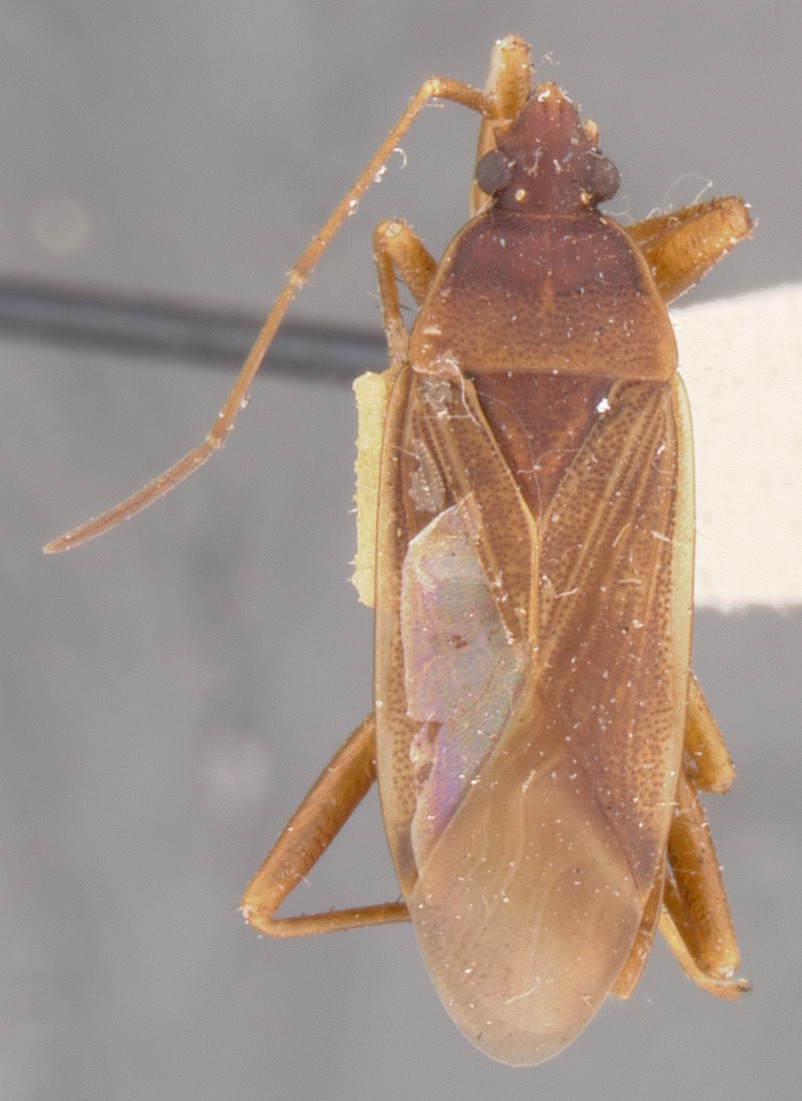 CollectionObject 1593845; 361155bc-f786-41b6-b65d-26d6baf32387: Ozophora ampliata HOLOTYPE (NMNH) - (CC BY-NC 3.0) - Photo by Pablo M. Dellapé with permission from the National Museum of Natural History (NMNH), Smithsonian Institution, Washington, D.C. (CollectionObject).