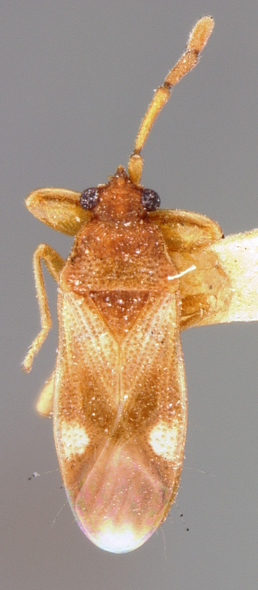 CollectionObject 1593571; 9876ddfb-1058-4e19-83fe-9f66deb113b6: Tempyra testacea HOLOTYPE (NMNH) - (CC BY-NC 3.0) - Photo by Pablo M. Dellapé with permission from the National Museum of Natural History (NMNH), Smithsonian Institution, Washington, D.C. (CollectionObject).