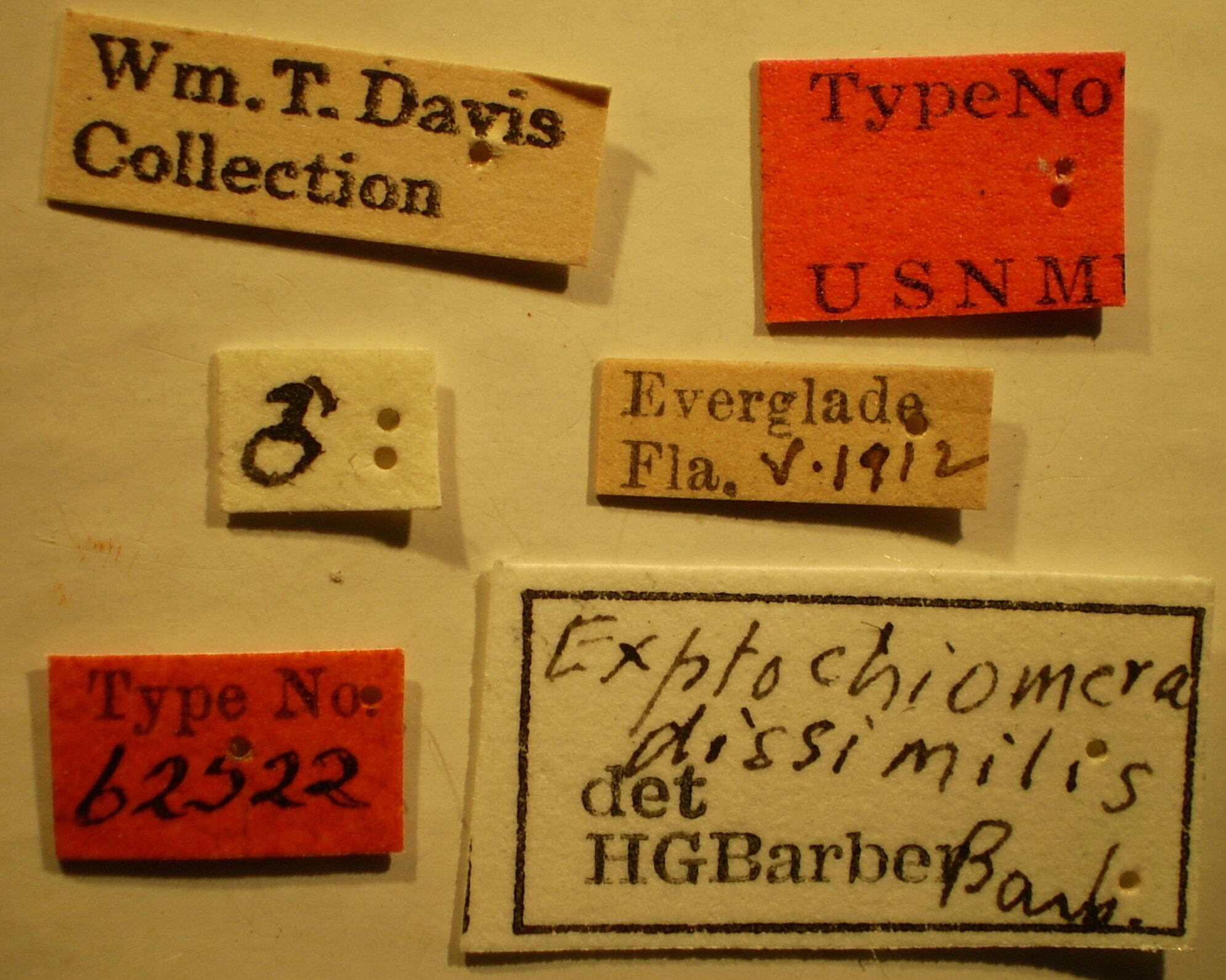 Prytanes dissimilis (Barber, 1953): Exptochiomera dissimilis - Holotype Labels (NMNH) - (CC BY-NC 3.0) - Photo by Pablo M. Dellapé with permission from the National Museum of Natural History (NMNH), Smithsonian Institution, Washington, D.C. (Otu).