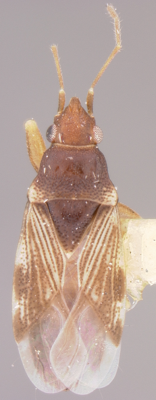CollectionObject 1596185; d948013f-b6b0-4766-8a26-e3cd543b6f3e: Exptochiomera arizonensis HOLOTYPE (NMNH) - (CC BY-NC 3.0) - Photo by Pablo M. Dellapé with permission from the National Museum of Natural History (NMNH), Smithsonian Institution, Washington, D.C. (CollectionObject).