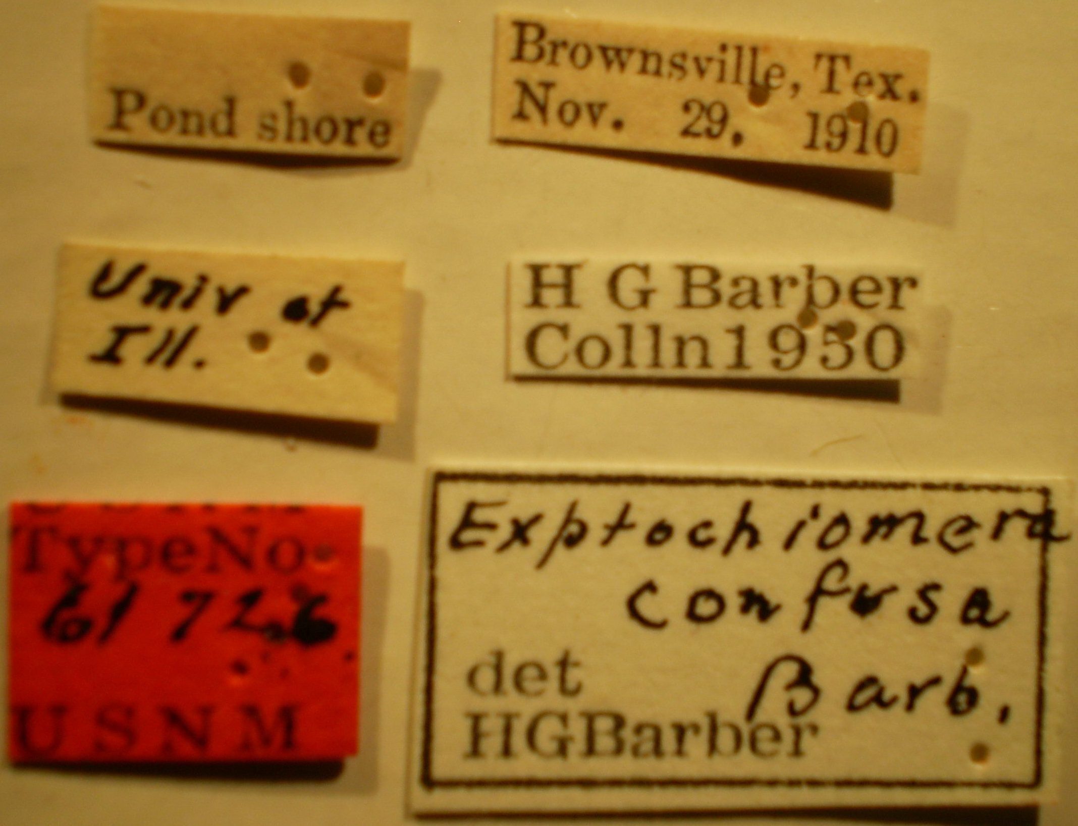 Prytanes confusus (Barber, 1953): Exptochiomera confusa - Holotype Labels (NMNH) - (CC BY-NC 3.0) - Photo by Pablo M. Dellapé with permission from the National Museum of Natural History (NMNH), Smithsonian Institution, Washington, D.C. (Otu).