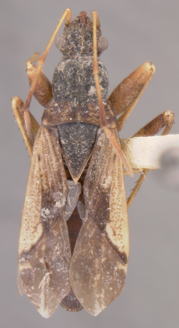 CollectionObject 1597223; 8d0946d1-f07d-4195-8c06-ce548ed6821d: Ligyrocoris latimarginatus HOLOTYPE (NMNH) - (CC BY-NC 3.0) - Photo by Pablo M. Dellapé with permission from the National Museum of Natural History (NMNH), Smithsonian Institution, Washington, D.C. (CollectionObject).