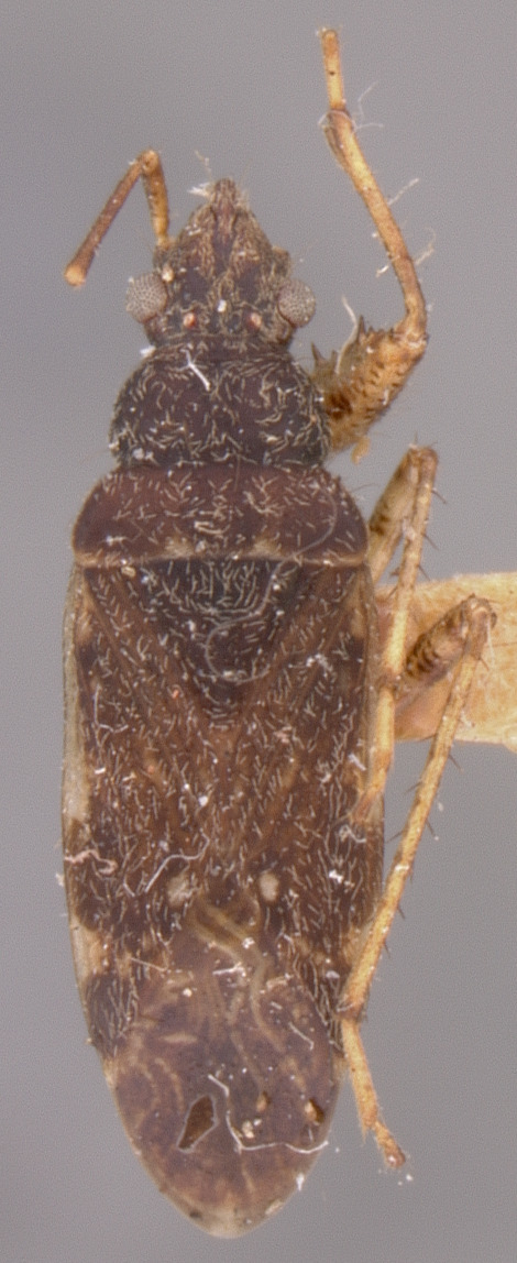CollectionObject 1962957; c82f9bcc-5b60-4fea-9443-be746f513b65: Ligyrocoris confraternus PARATYPE (NMNH) - (CC BY-NC 3.0) - Photo by Pablo M. Dellapé with permission from the National Museum of Natural History (NMNH), Smithsonian Institution, Washington, D.C. (CollectionObject).