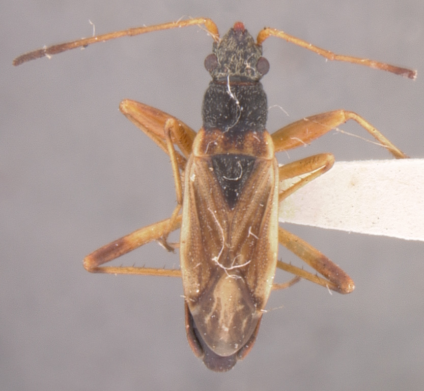 CollectionObject 1597217; 38f5653f-2c15-4956-881d-9e52afc12f4d: Ligyrocoris depictus HOLOTYPE (NMNH) - (CC BY-NC 3.0) - Photo by Pablo M. Dellapé with permission from the National Museum of Natural History (NMNH), Smithsonian Institution, Washington, D.C. (CollectionObject).