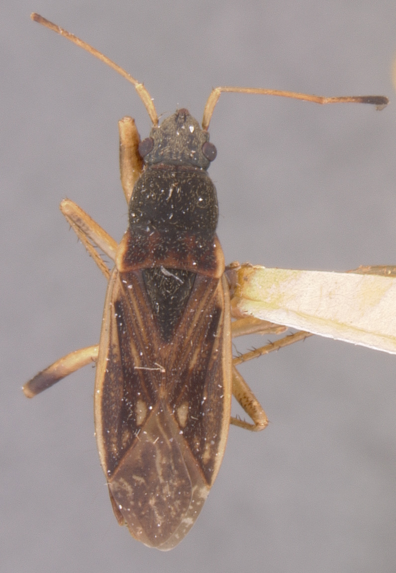 CollectionObject 1597224; 4bf048a2-0400-4b41-8424-79e68cc8dd3e: Ligyrocoris obscurus HOLOTYPE (NMNH) - (CC BY-NC 3.0) - Photo by Pablo M. Dellapé with permission from the National Museum of Natural History (NMNH), Smithsonian Institution, Washington, D.C. (CollectionObject).