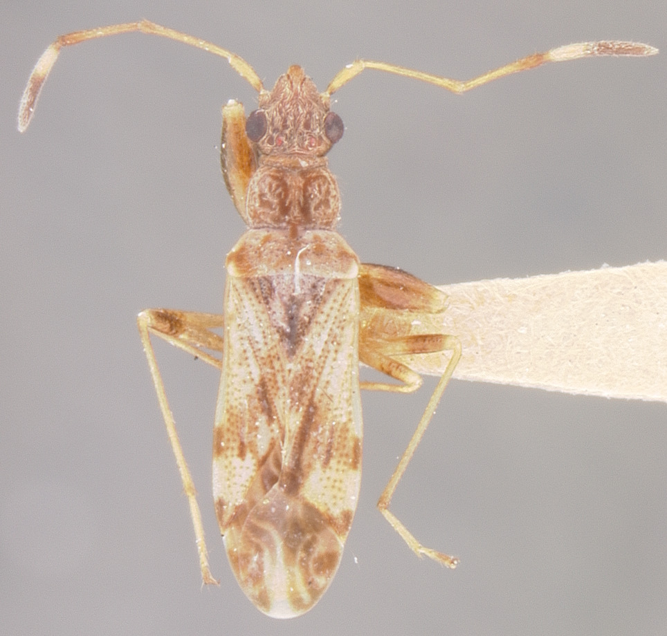 CollectionObject 1969429; NMNH 61524, b5d0ea1d-d1cb-4c96-bfaa-f36f8b35338d: Pachybrachius albocinctus HOLOTYPE (NMNH) - (CC BY-NC 3.0) - Photo by Pablo M. Dellapé with permission from the National Museum of Natural History (NMNH), Smithsonian Institution, Washington, D.C. (CollectionObject).